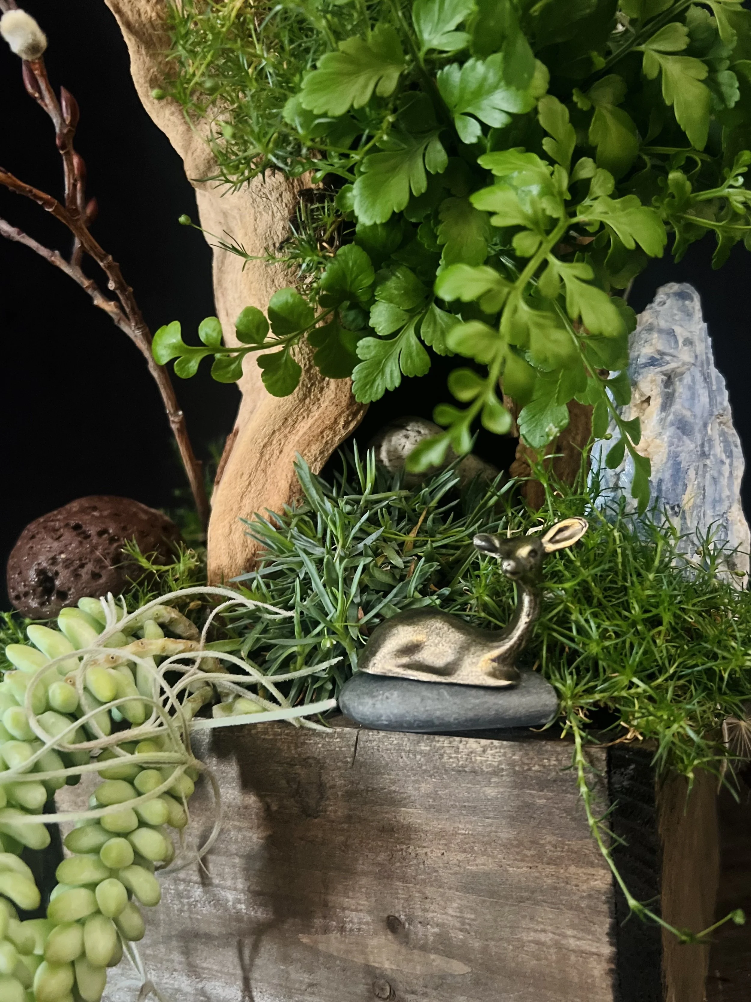 Miniature Gardens Plants.jpeg