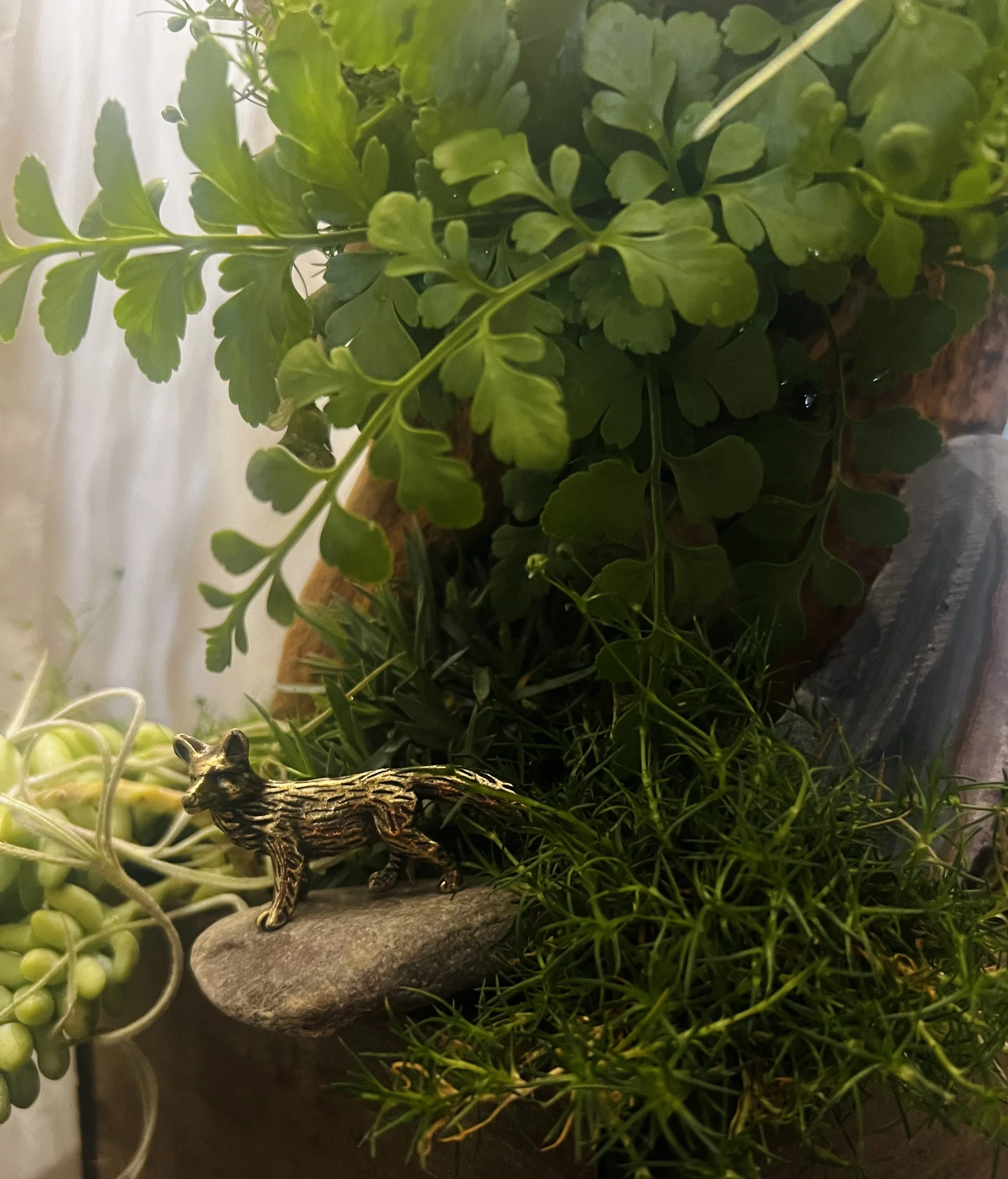 Green Plants Desktop.jpeg
