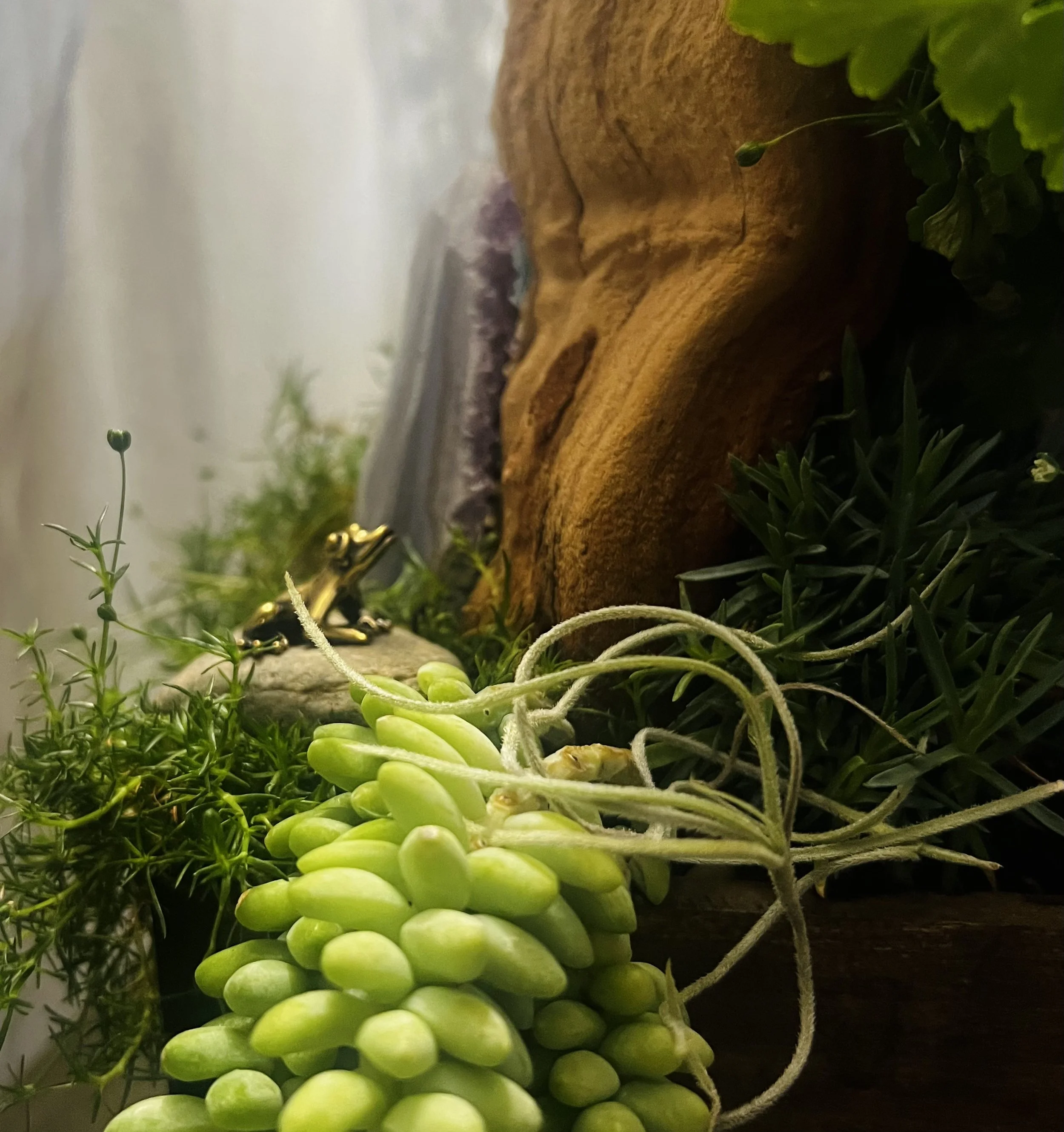 Micro Garden Green Plants Frog.jpeg