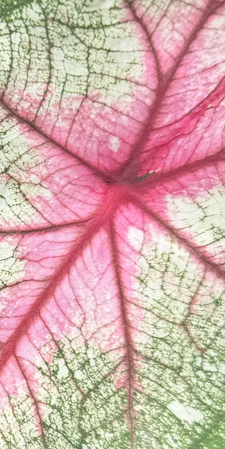 Caladium Stained Glass Floral Arrangements Riverside Ca.jpeg
