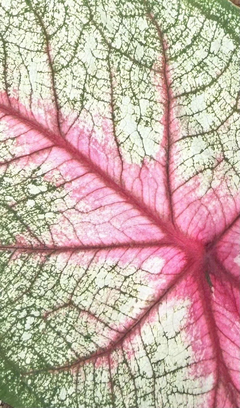 Caladium Stained Glass II Wedding Flowers Southern California.jpeg