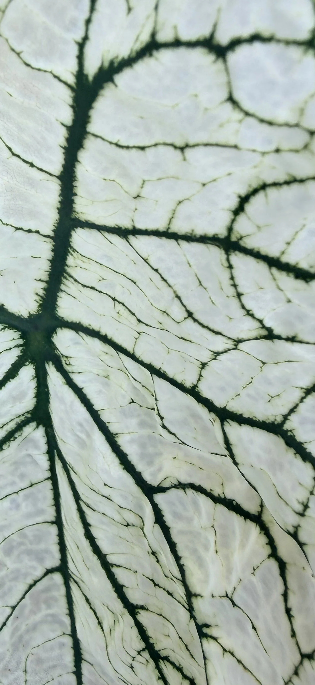 Caladium Stained Glass III Gardening California.jpeg