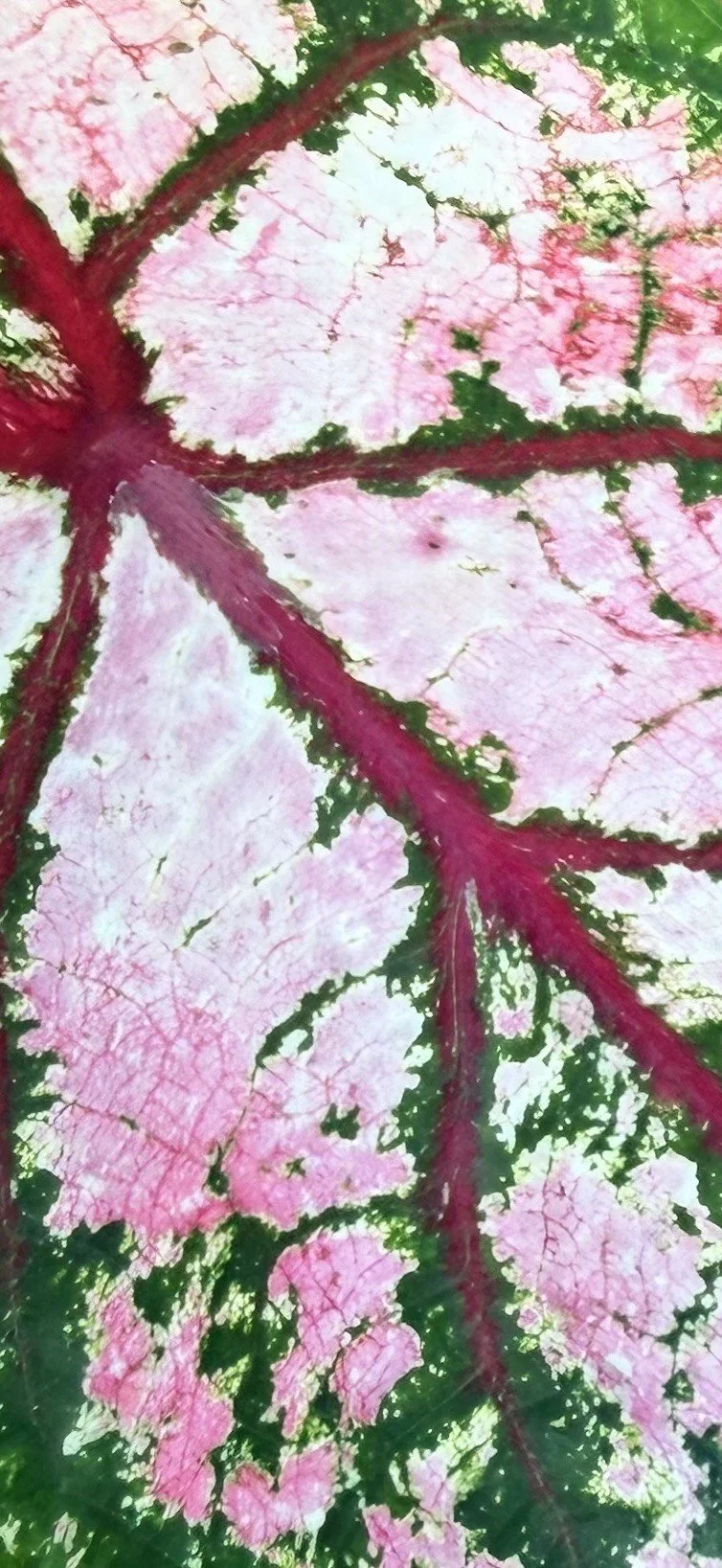 Caladium Stained Glass VII.jpeg