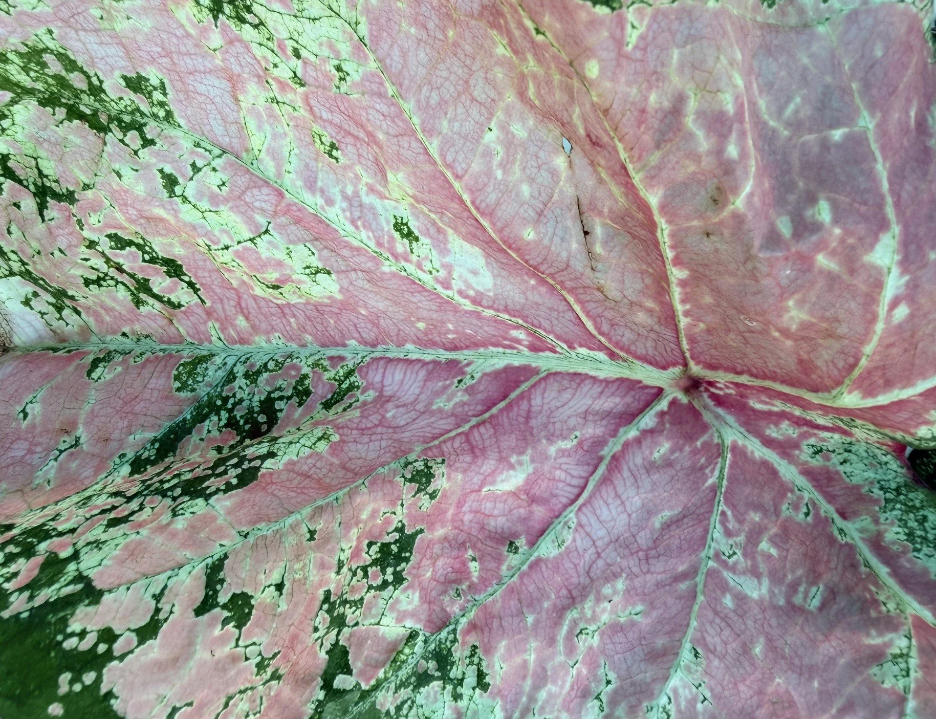 Caladium Stained Glass V The Nature of Things Fine Flowers.jpeg