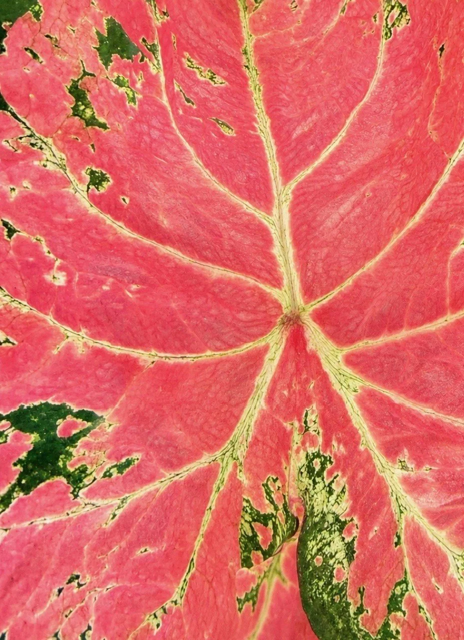 Caladium Stained Glass VIII Florist Riverside.jpeg
