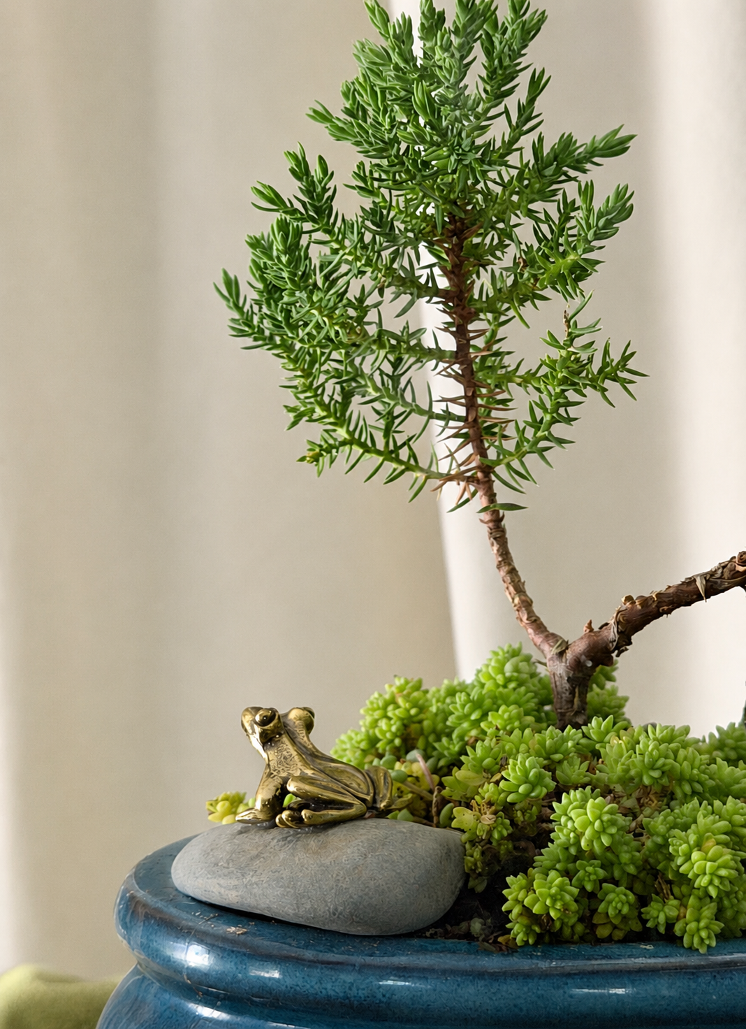 Bonsai by Nurture The Nature of Things miniature gardens.png