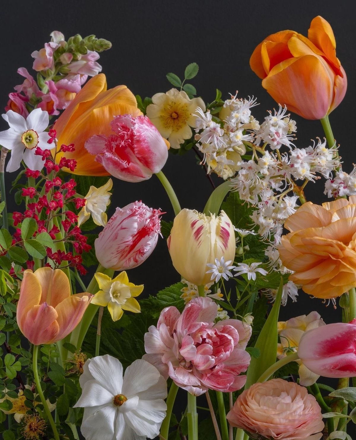 Close up of bright and cheerful spring flowers with delicate petals and color combinations on a black background