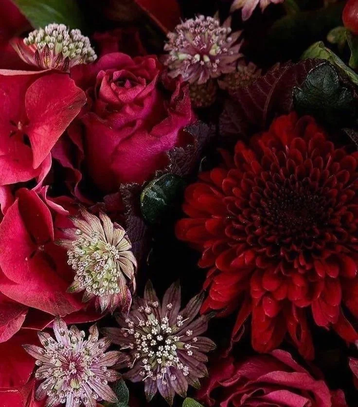 Close-up of vibrant red flowers with soft petals and full texture