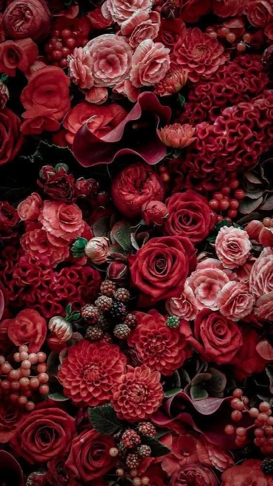 Close-up of red flowers with layered petals and bold seasonal color