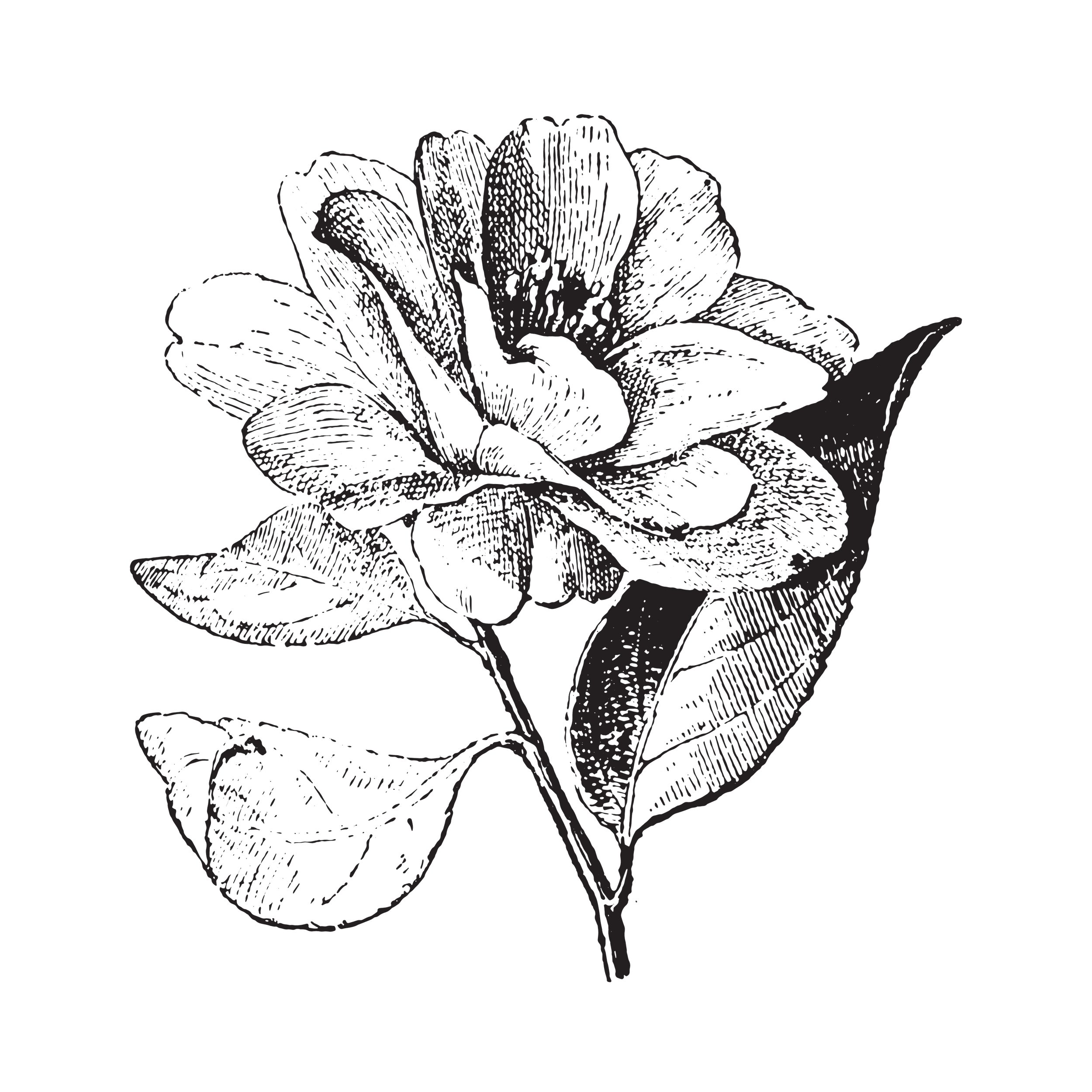 The Nature of Things, Fine Flowers & Botanicals