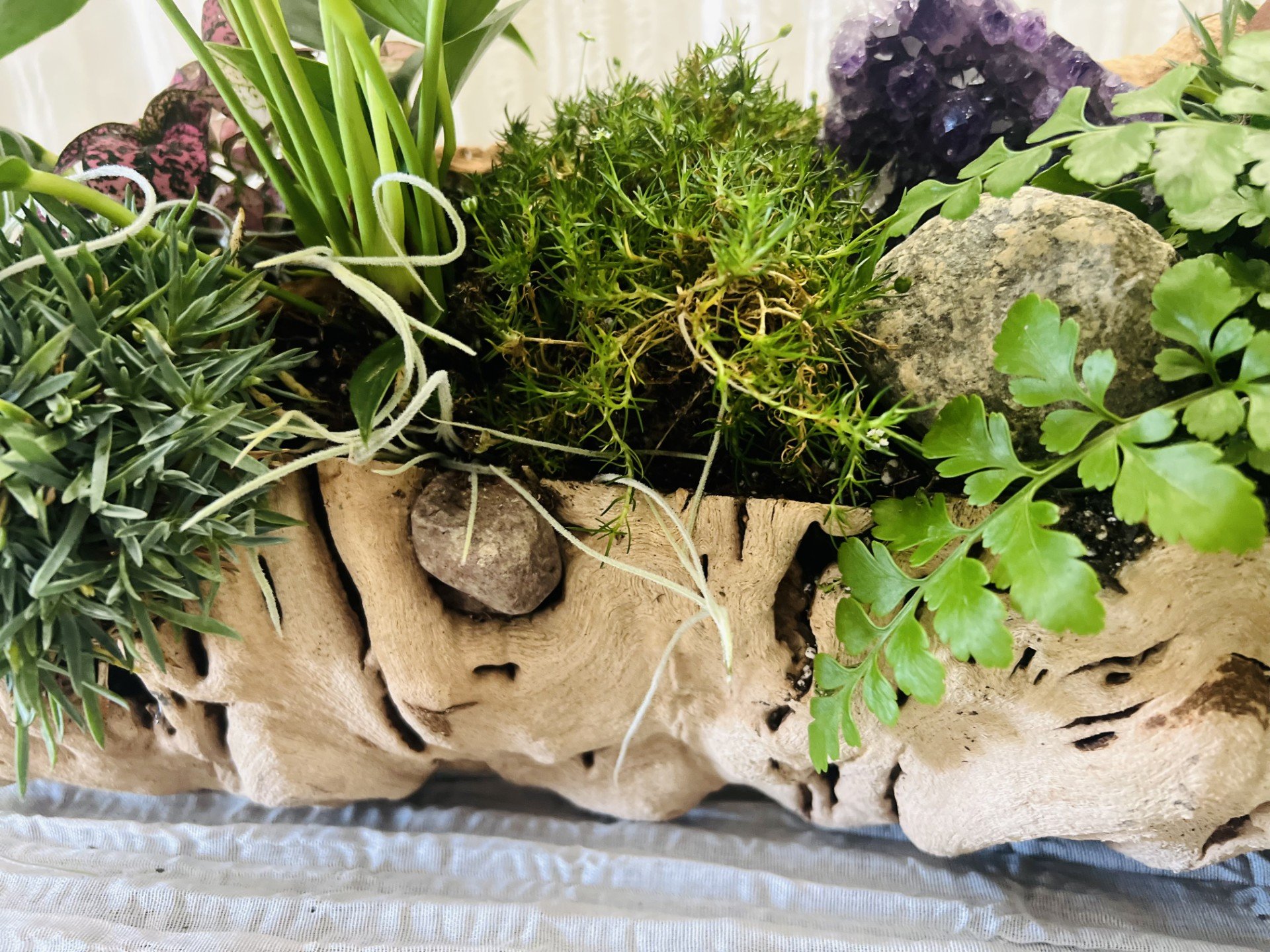Living driftwood desk planter displayed in a modern office featuring anthurium, flowering grasses, polka dot plants, Spanish moss, quartz, and amethyst crystals for elegant workspace décor