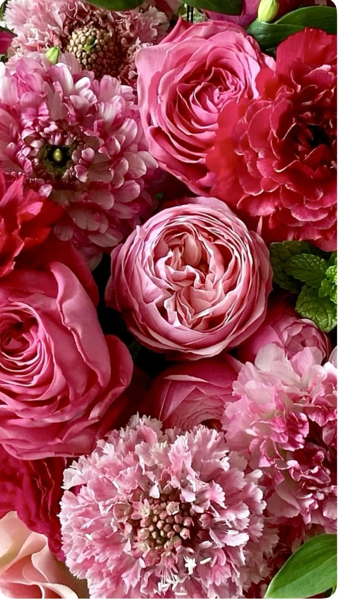 Designer's Choice $250