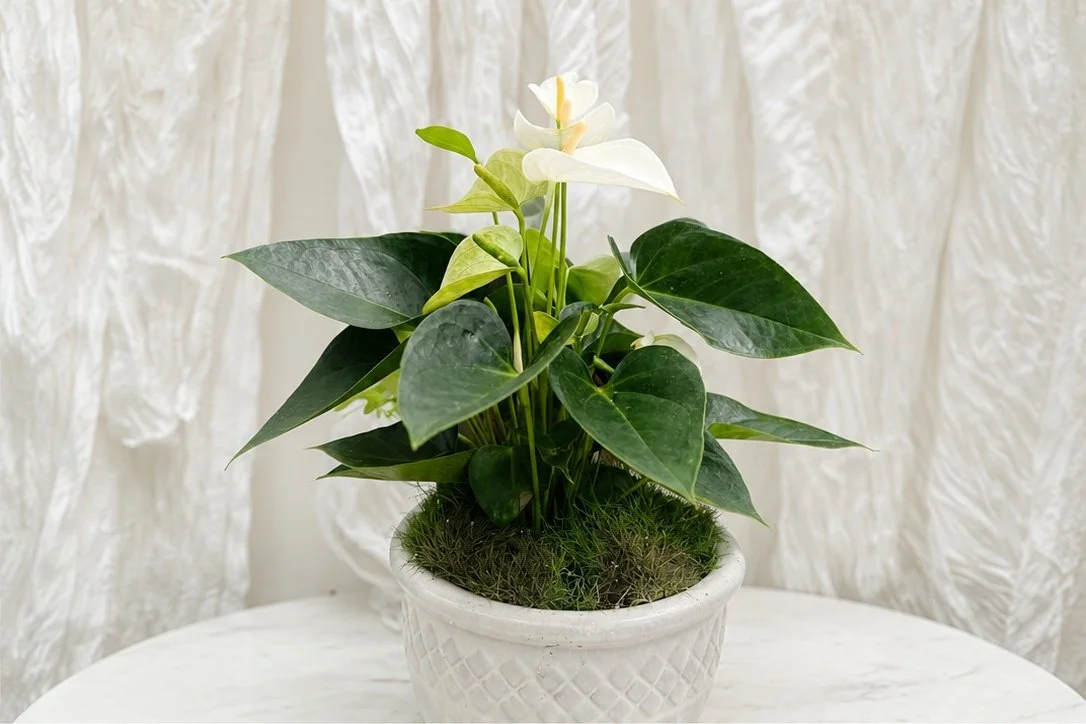 White Anthurium plant in a luxury white ceramic planter with living moss and ornamental grasses by The Nature of Things Fine Flowers in Riverside, California.