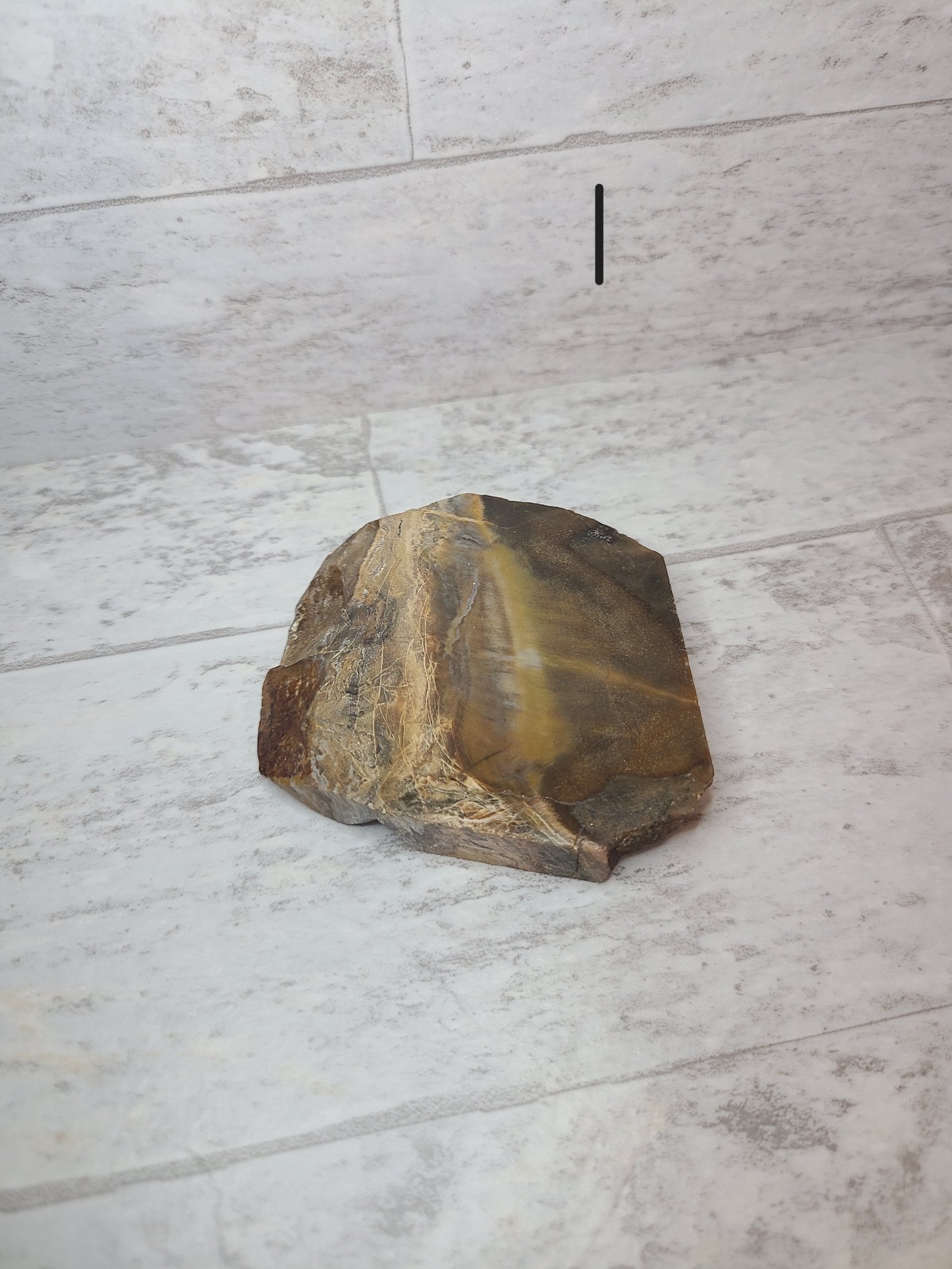 petrified wood.jpg