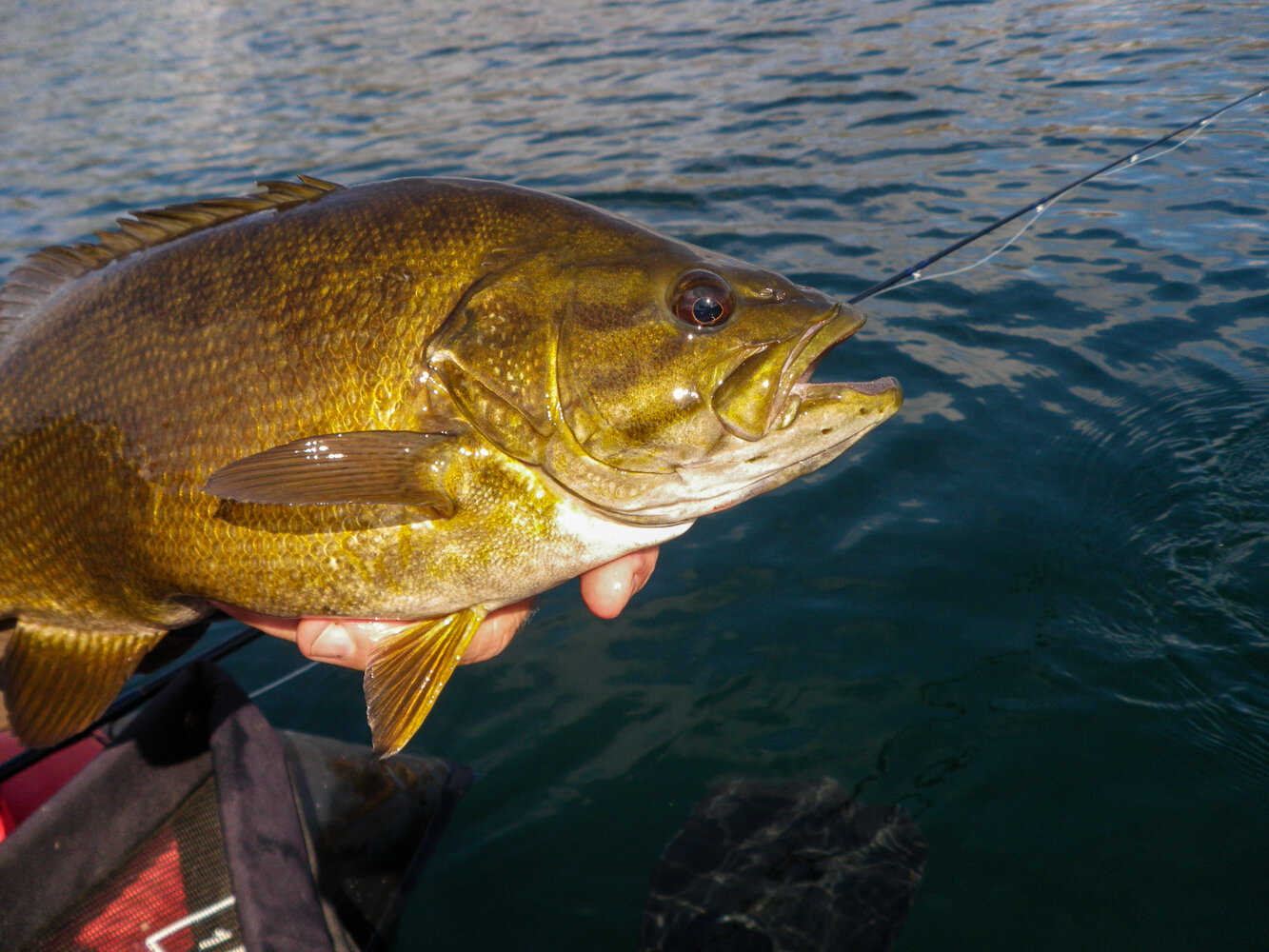 Thankful Fishing