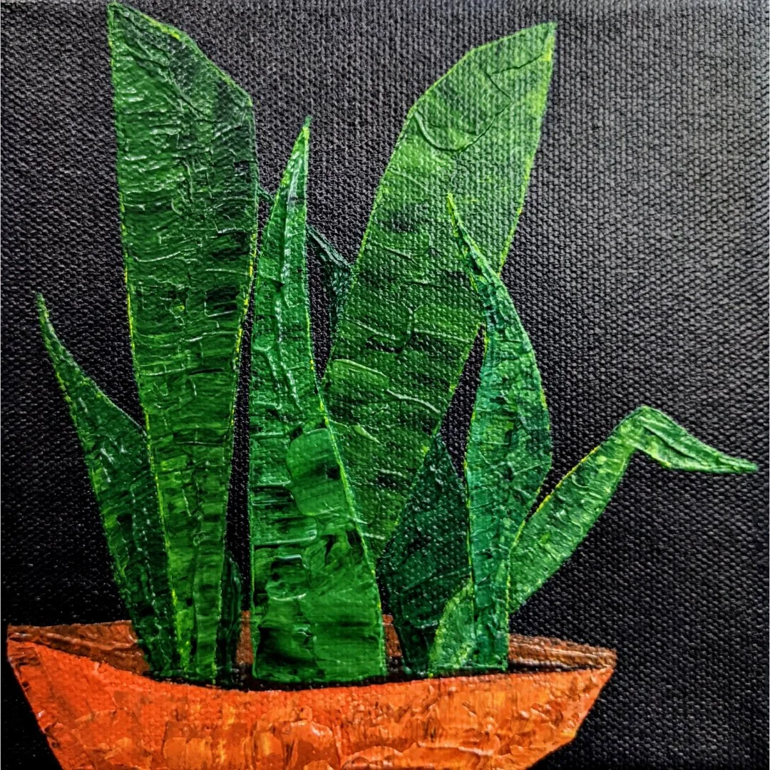 Snake Plant 6x6