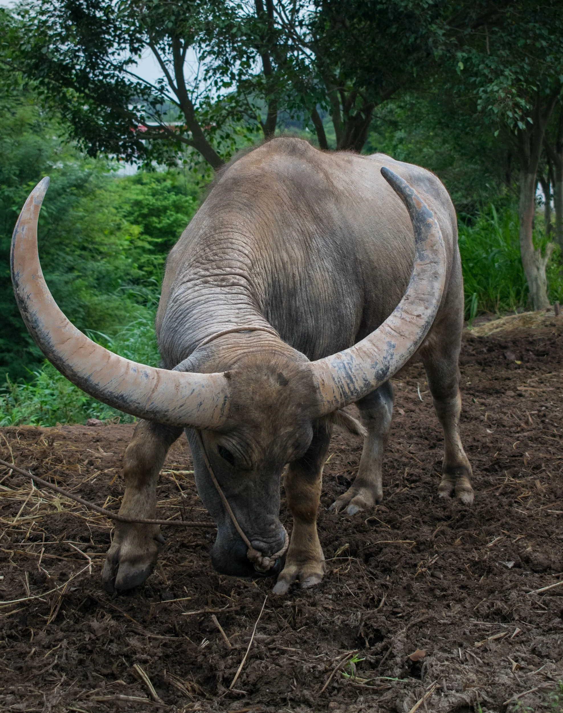 The Unbelievable Strength of Water Buffalo Bone Malas