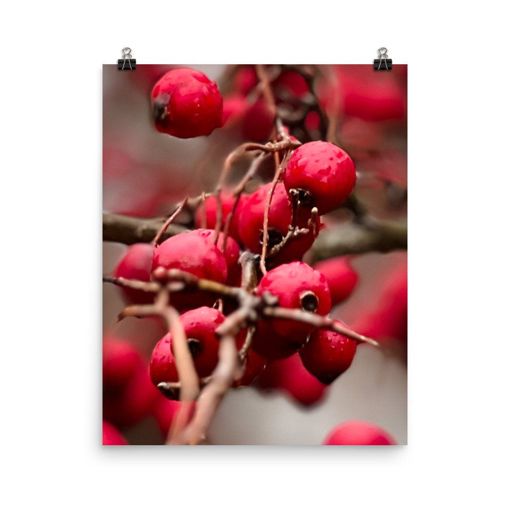 enhanced-matte-paper-poster-(in)-16x20-transparent-6388092383c8b.jpg