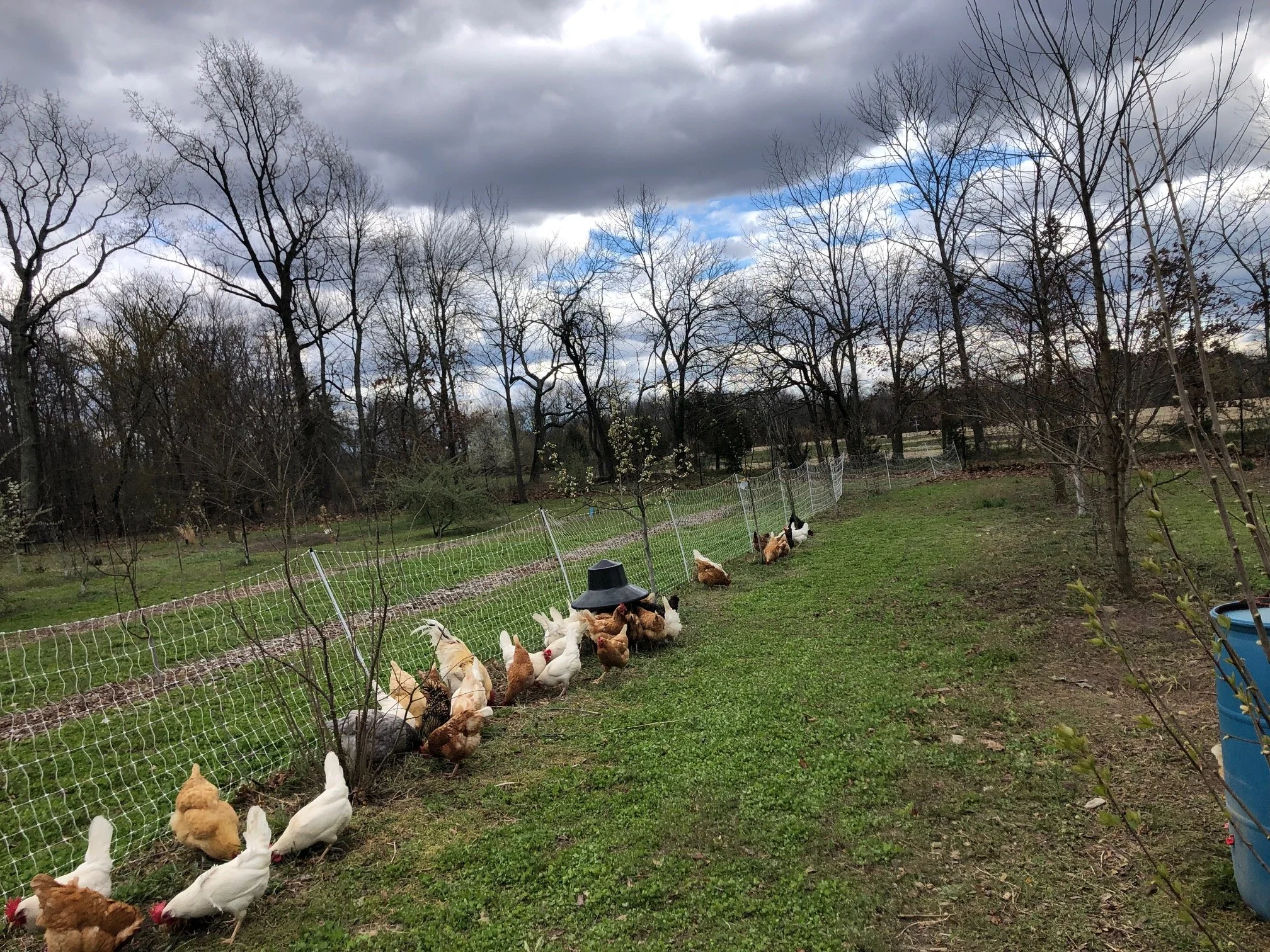 Chickens instead of Pesticides — Thin Place Farm
