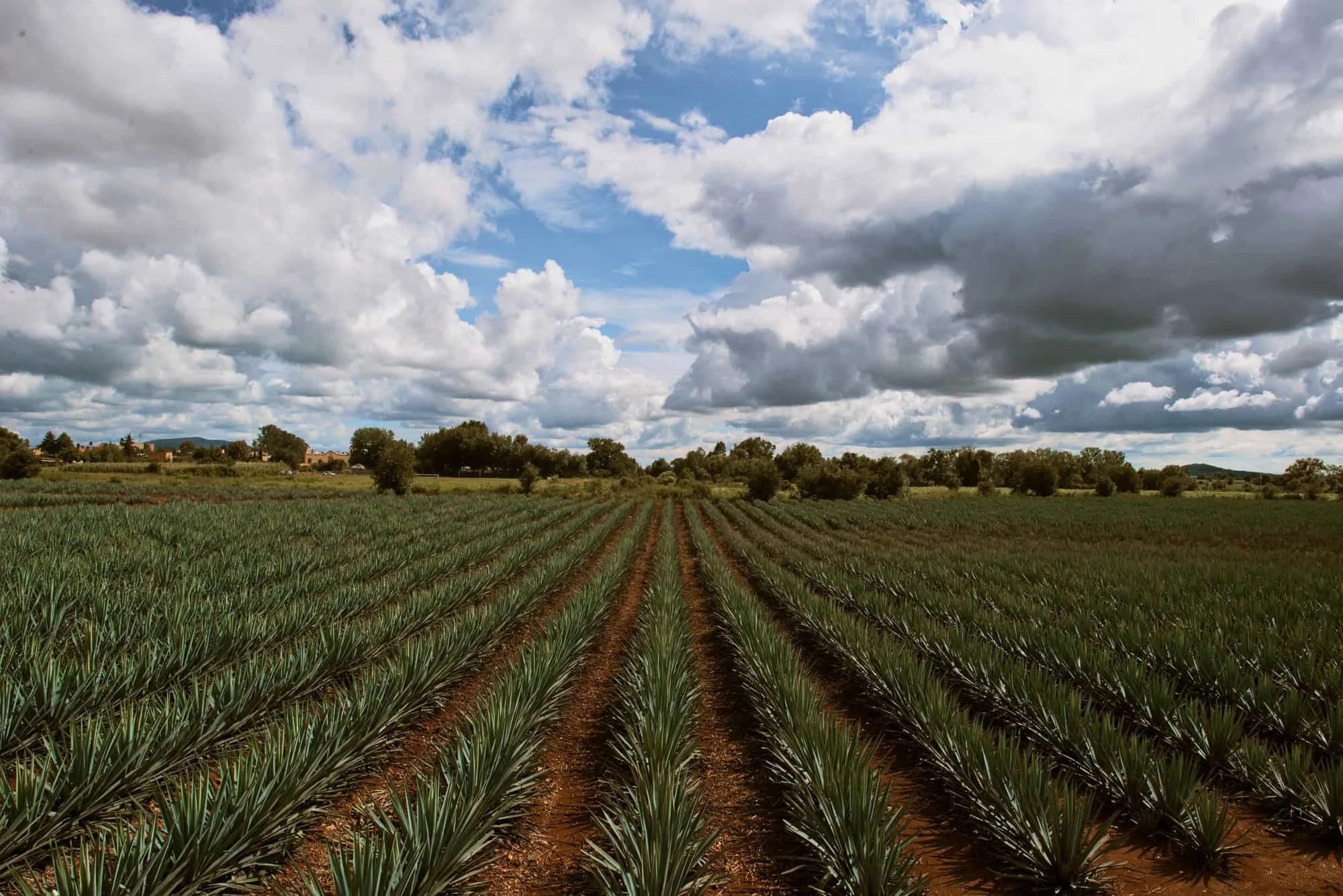 Tahona society es una iniciativa para promover el Tequila por parte de Pernod Ricard