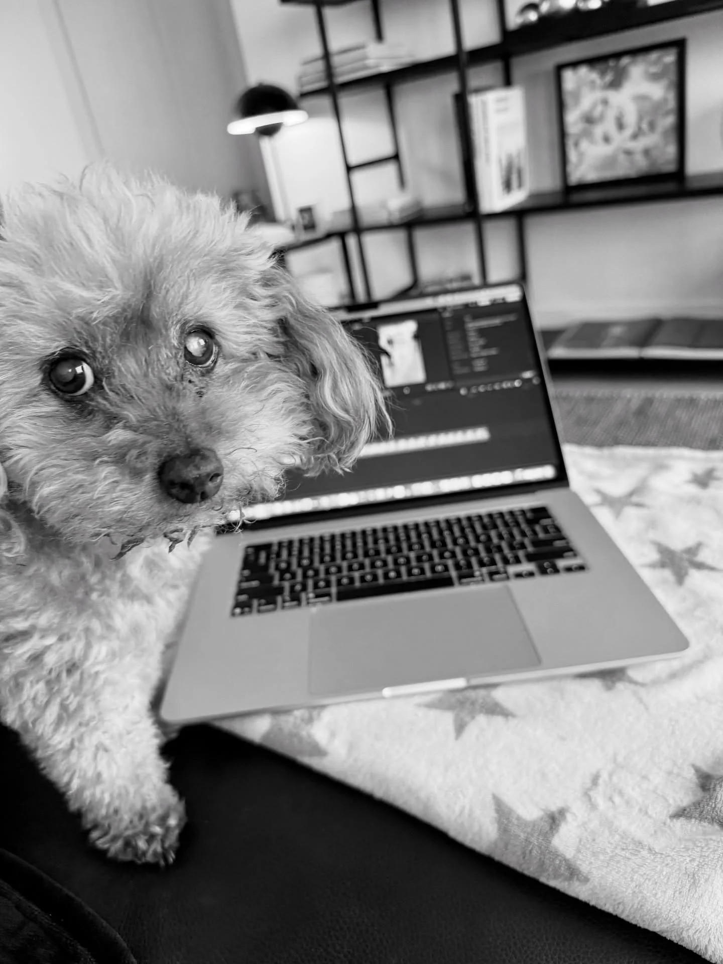 Seriously&hellip;..are we still editing reels???
It&rsquo;s our night off&hellip; 🐾🐾🎬