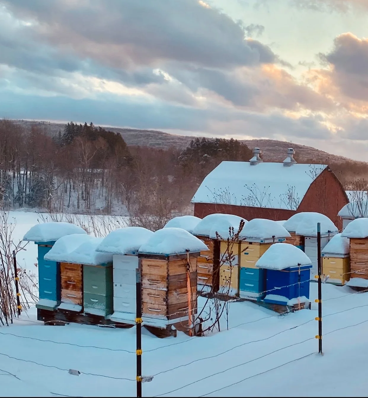 Winter in Musante Farm Bee Yard