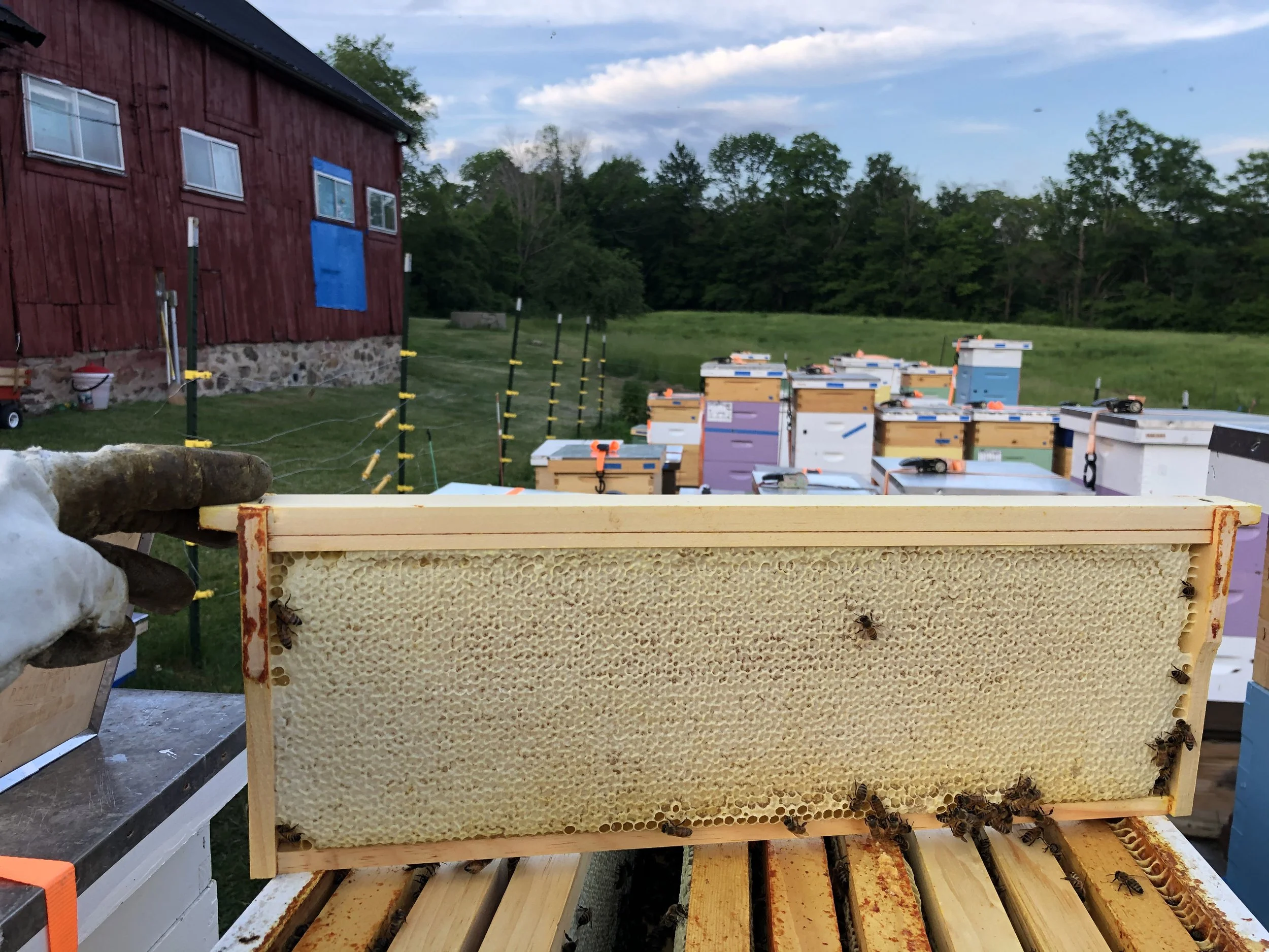 honey frame.jpeg