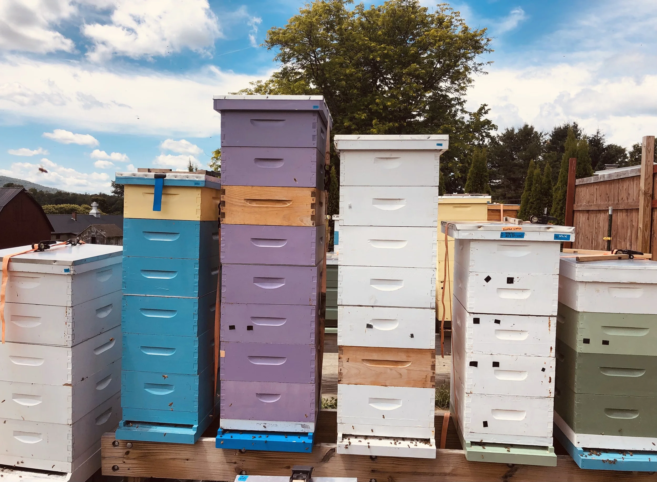 Musante Farm's "Normal" Distribution of Hives