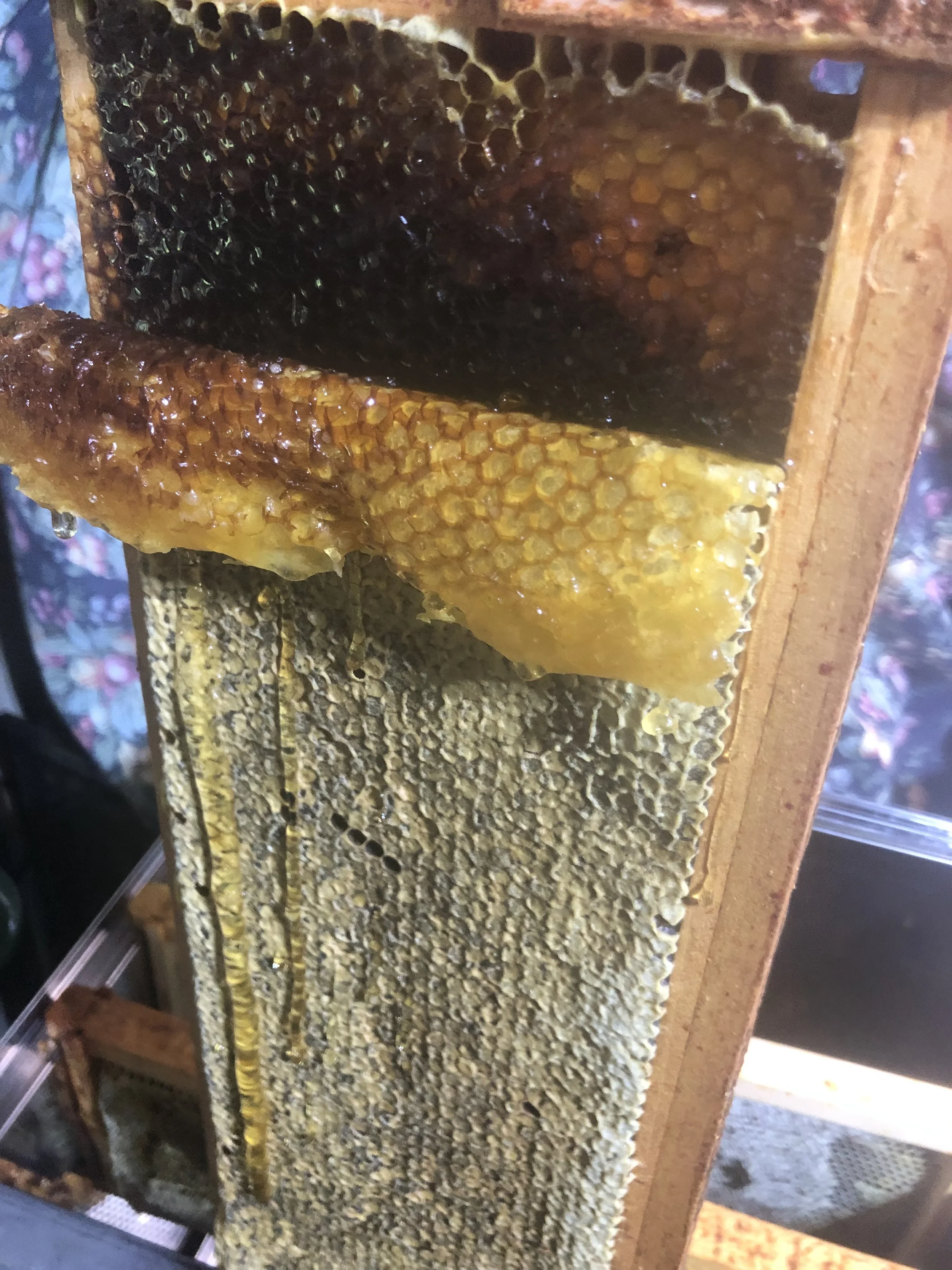Uncapping a Honey Frame