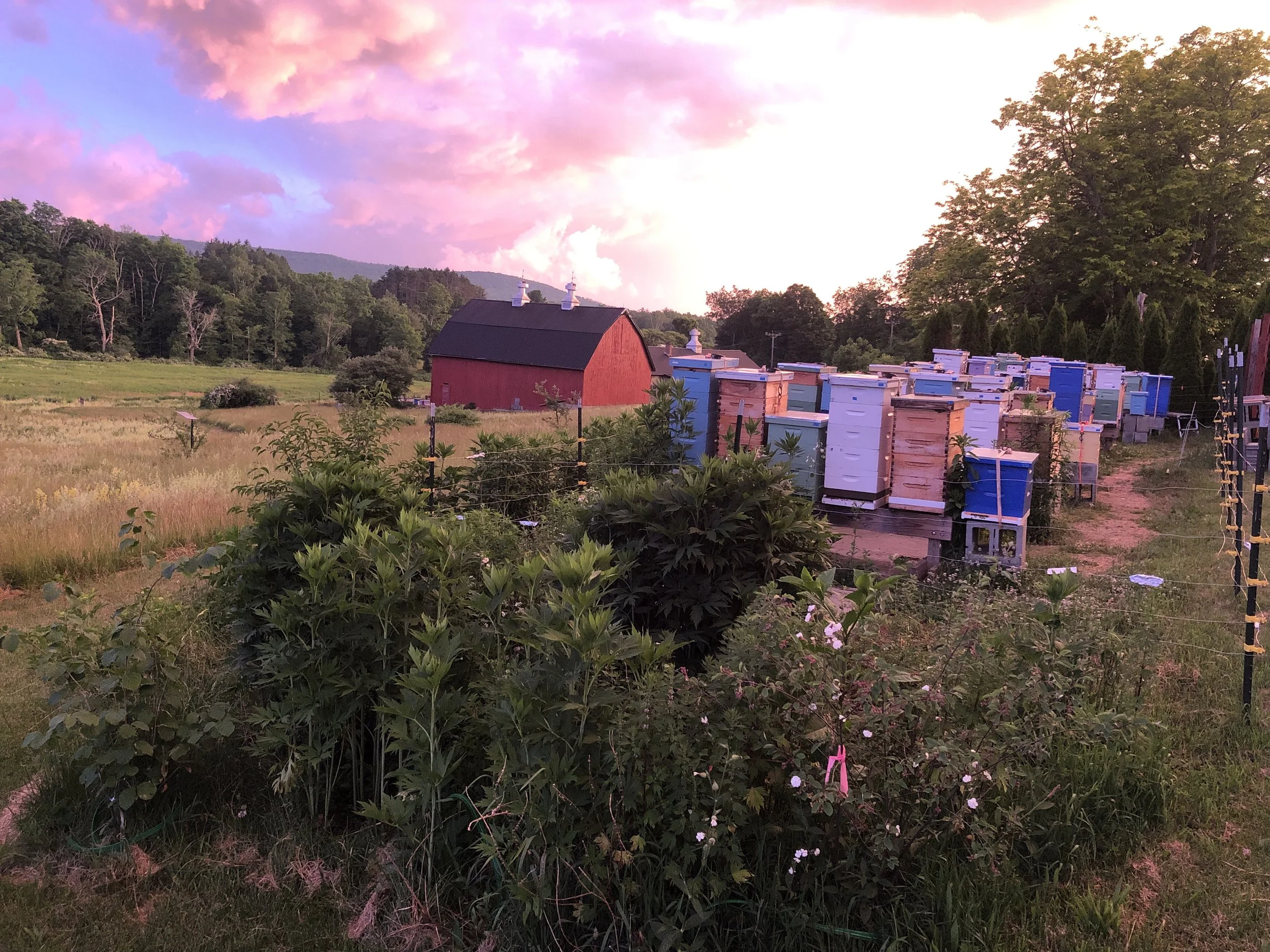 Spring in the Bee Yard