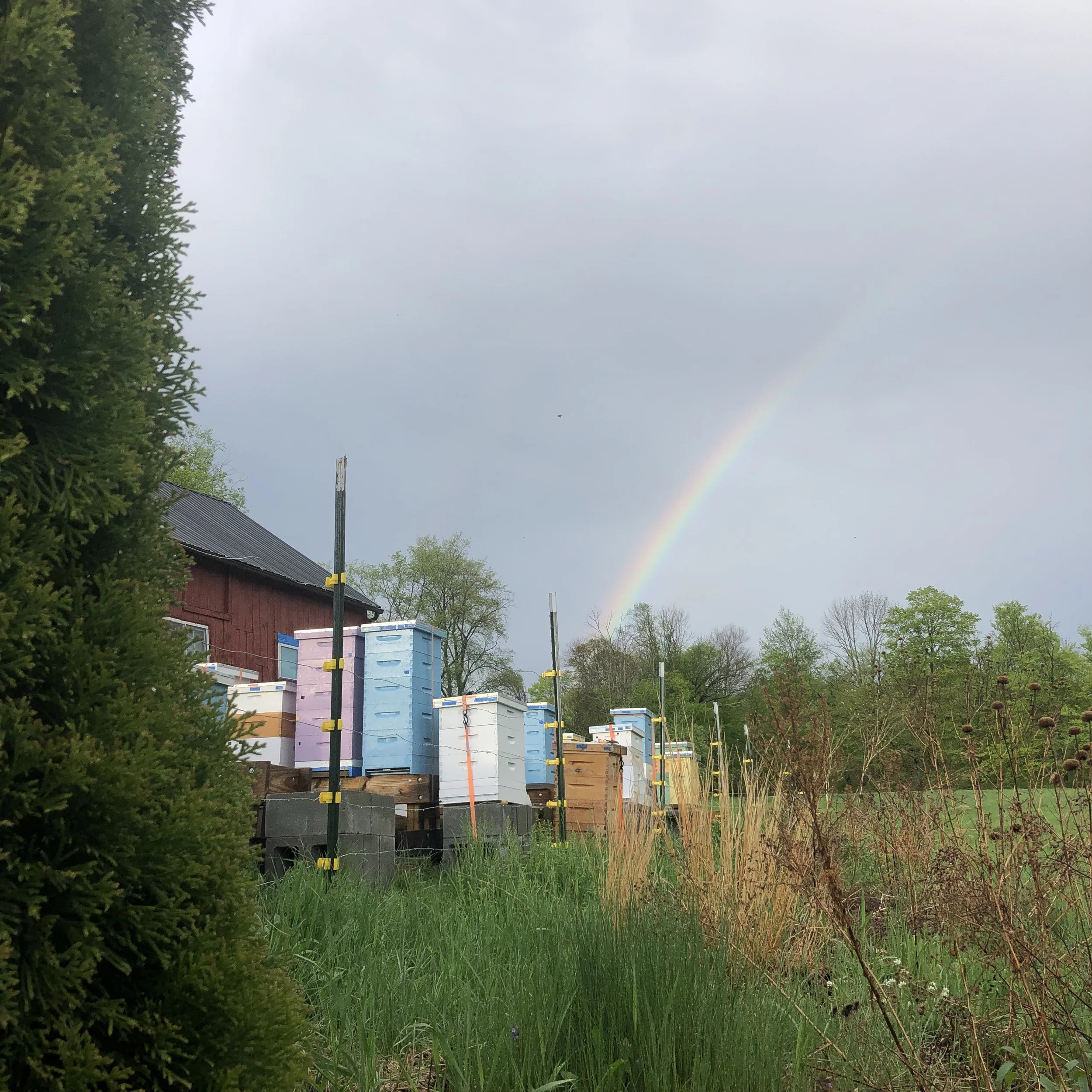 Rainbow Over Musante Farm Bee Yard