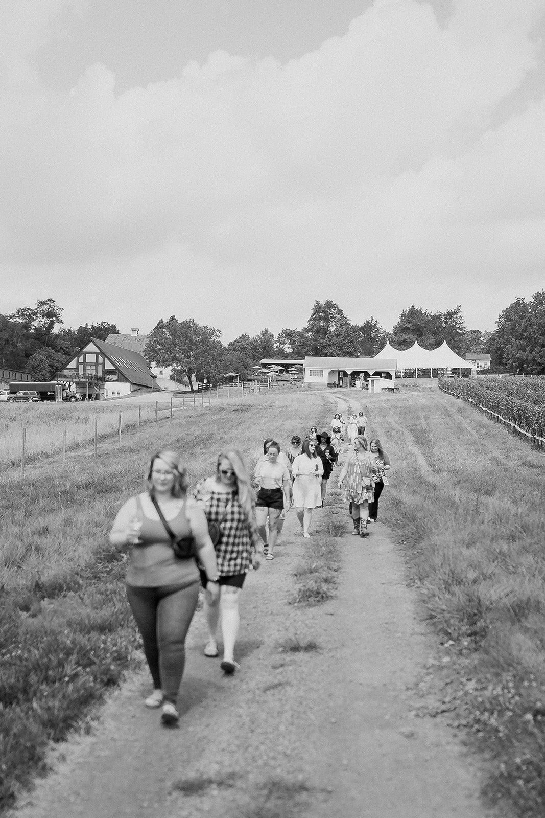 Blenheim Vineyards