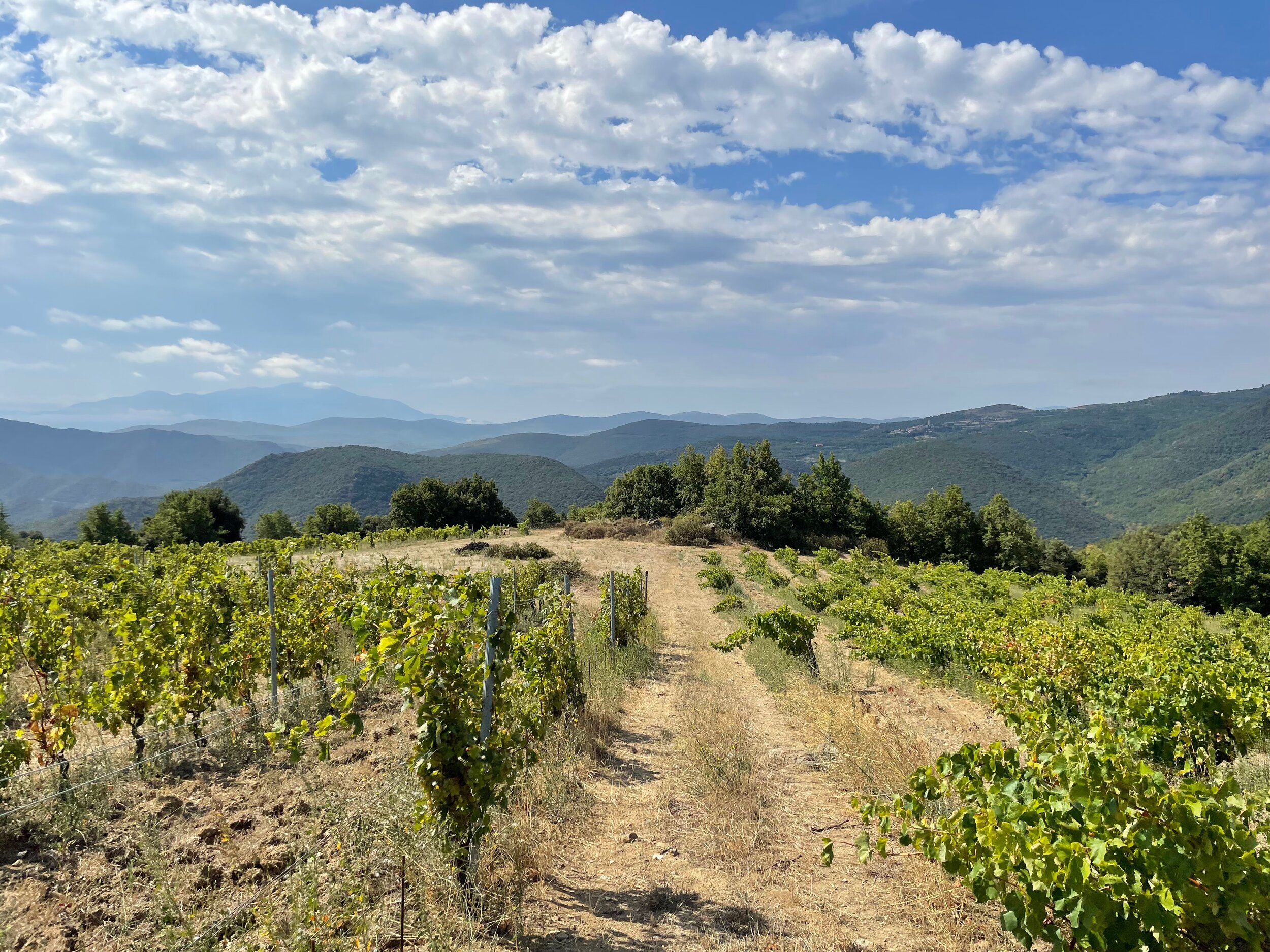 Le Soula Vineyards