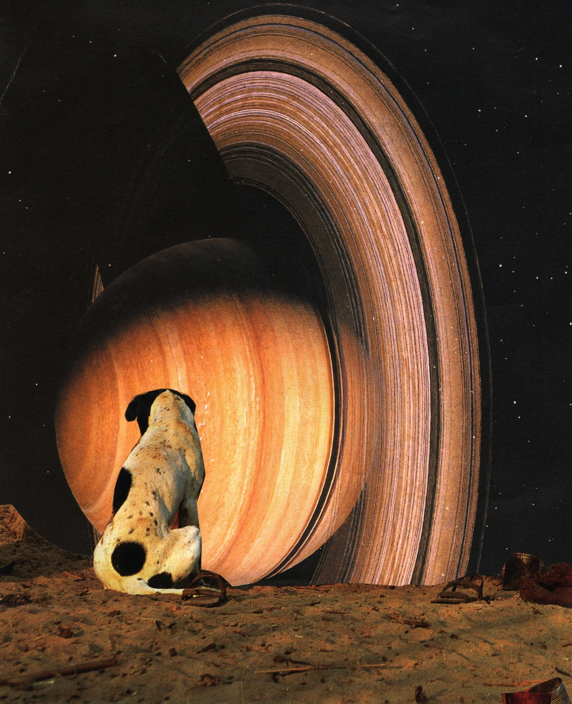saturn, stray dog.jpg