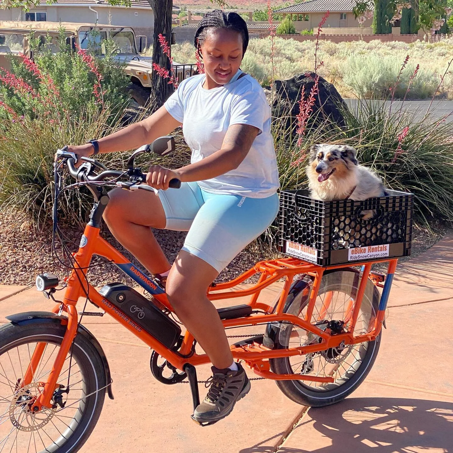 Whoever said that diamonds are a girl&rsquo;s best friend never owned a dog.
.
.
.
.
#ridesnowcanyon 
#snowcanyonebikerentals 
#radwagon 
#ivinsutah 
#australianshepherd