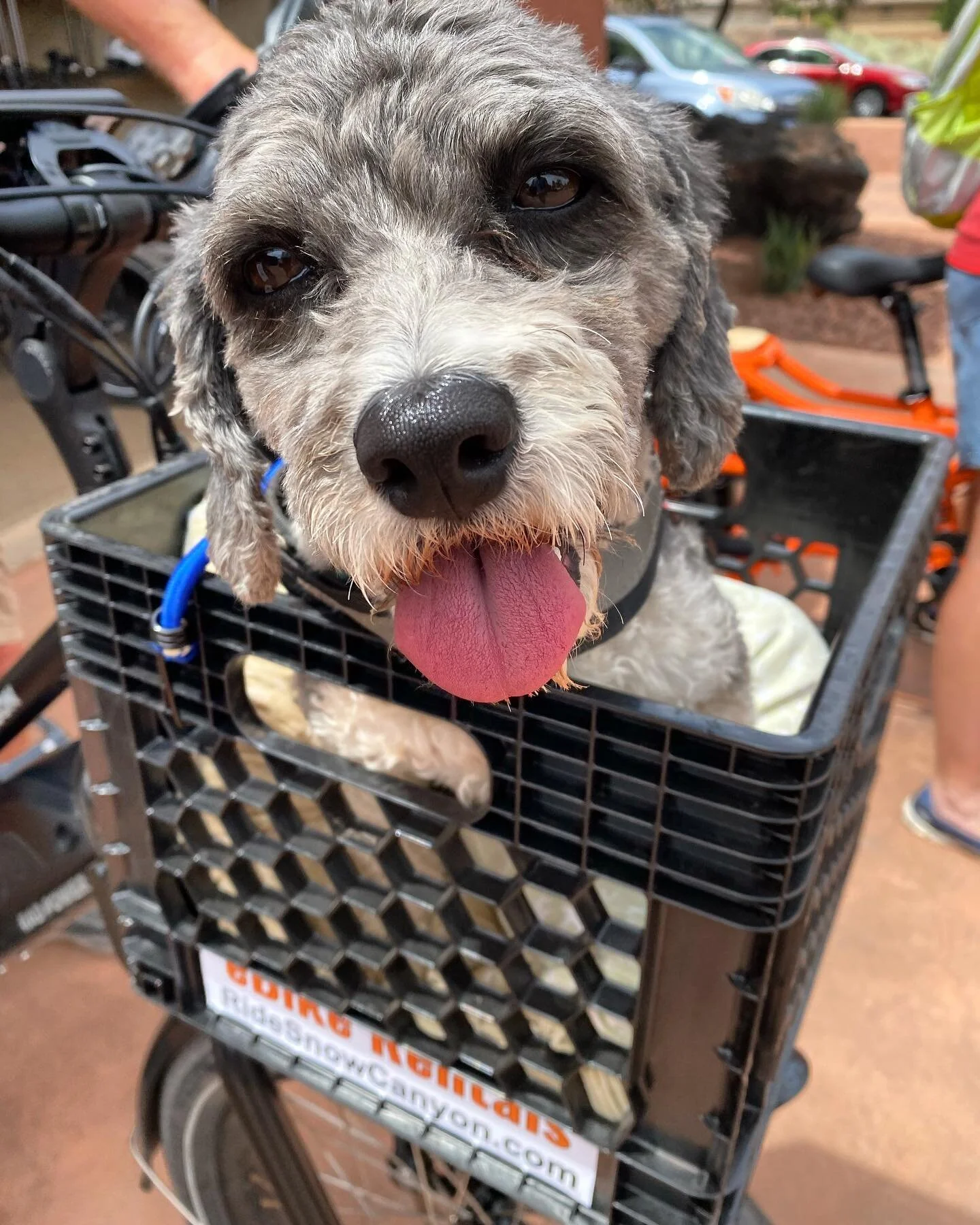 Be the person your dog thinks you are.

#ridesnowcanyon 
#snowcanyonebikerentals 
#snowcanyonstatepark 
#snowcanyon 
#dogoftheday