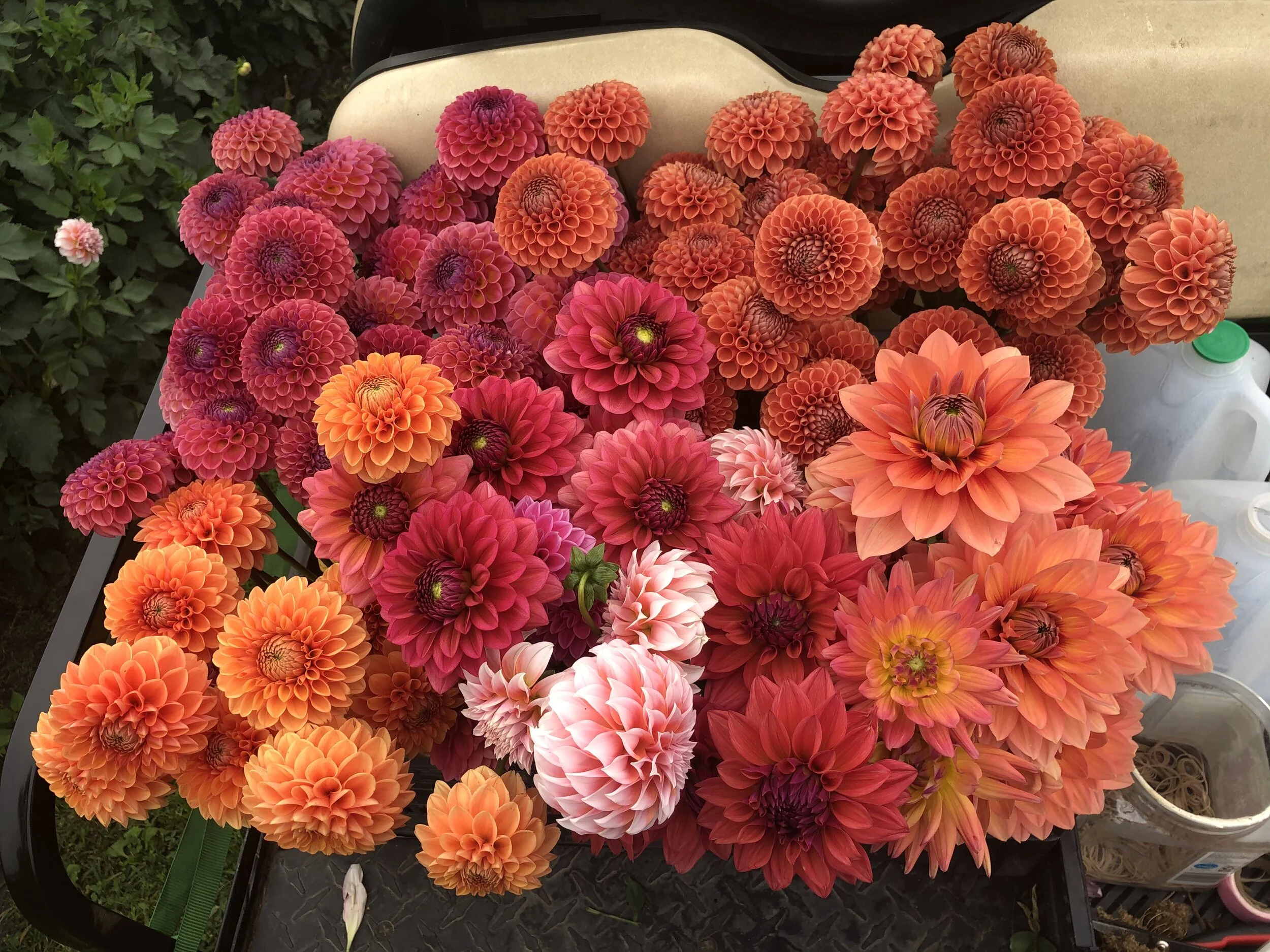 Peace of Heaven Flower Farm