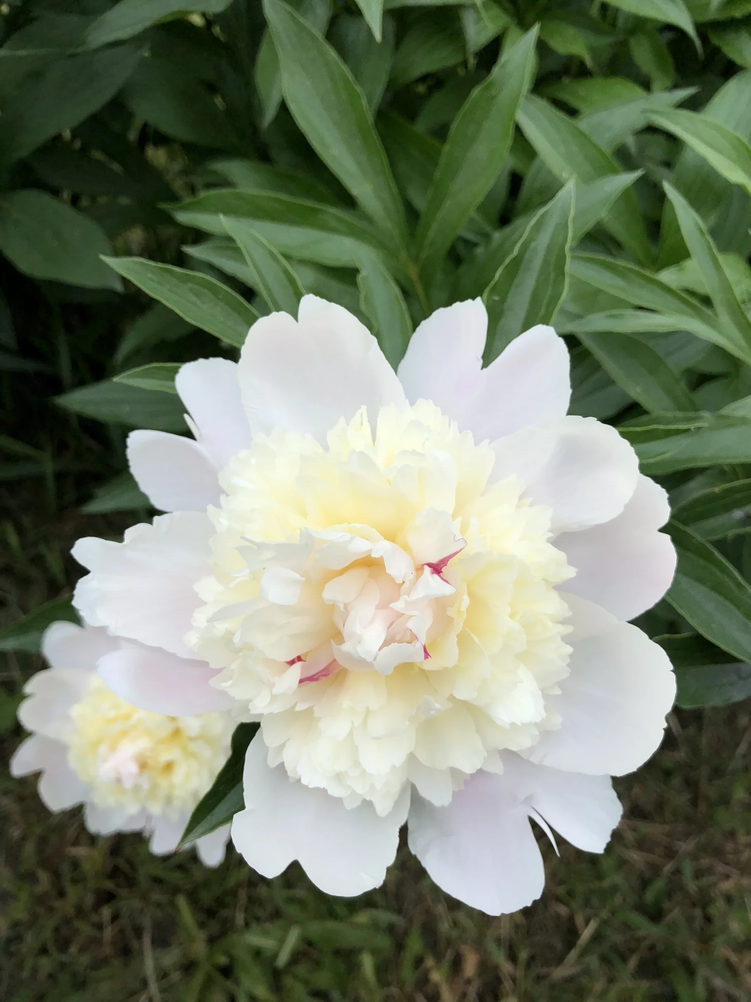 Contact Us — Peace of Heaven Flower Farm