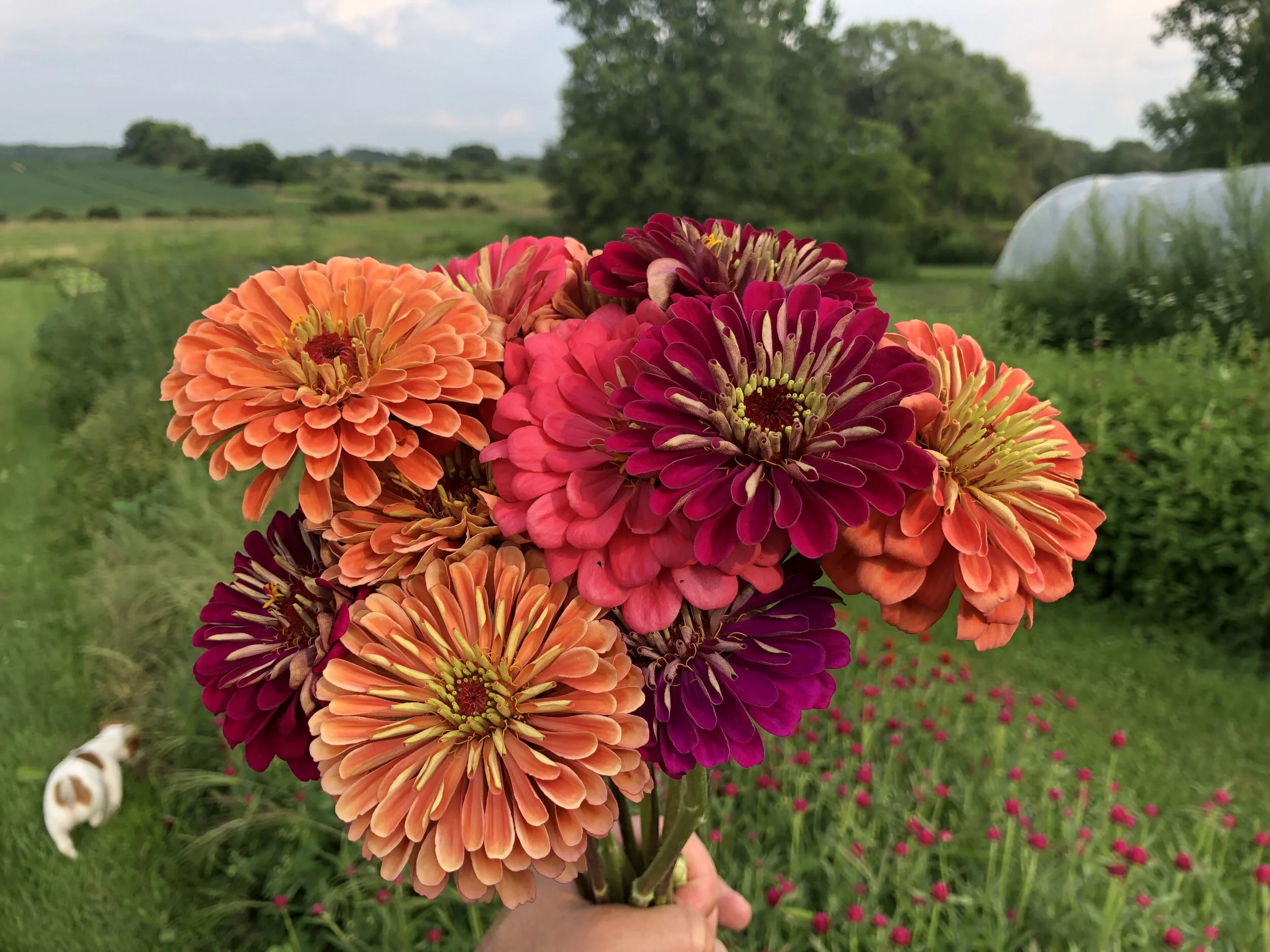 Peace of Heaven Flower Farm