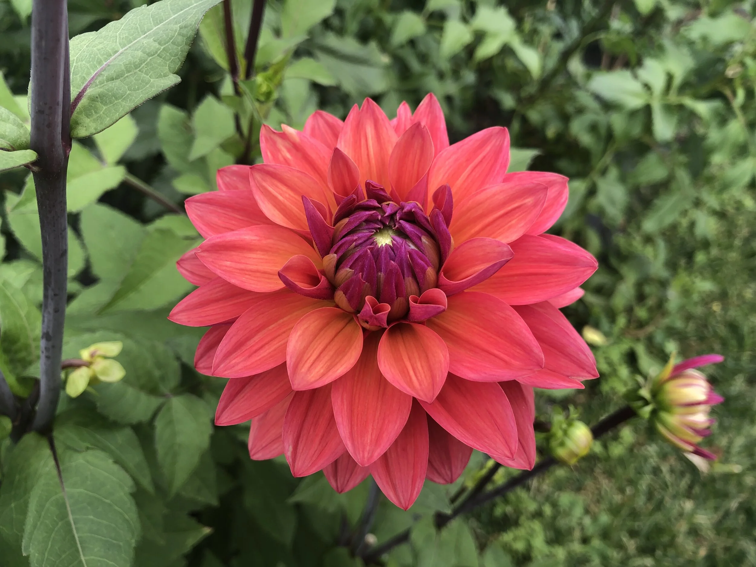 great-silence-peace-of-heaven-flower-farm