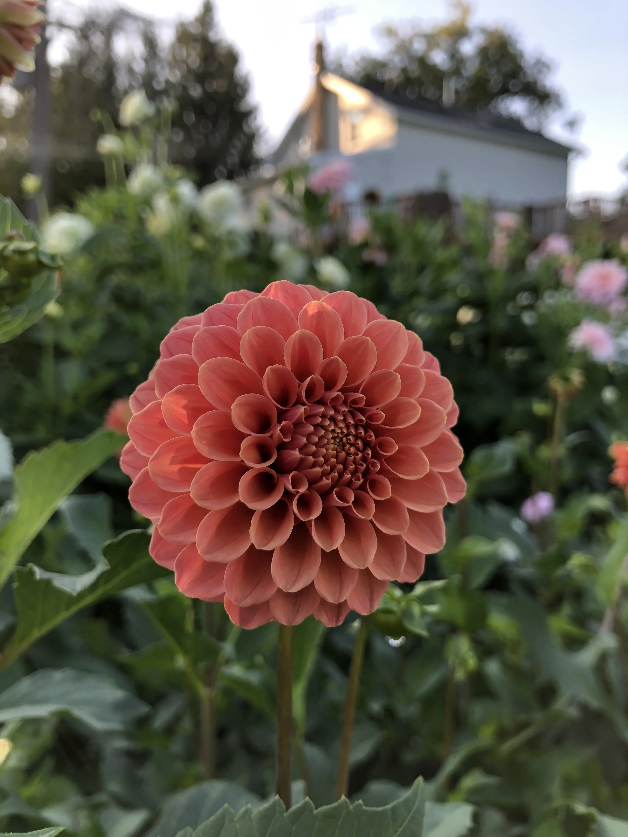 Peace of Heaven Flower Farm