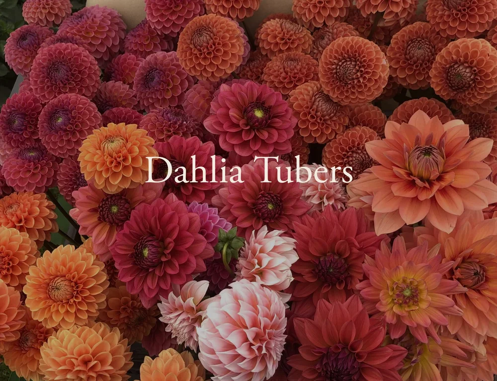 Peace of Heaven Flower Farm