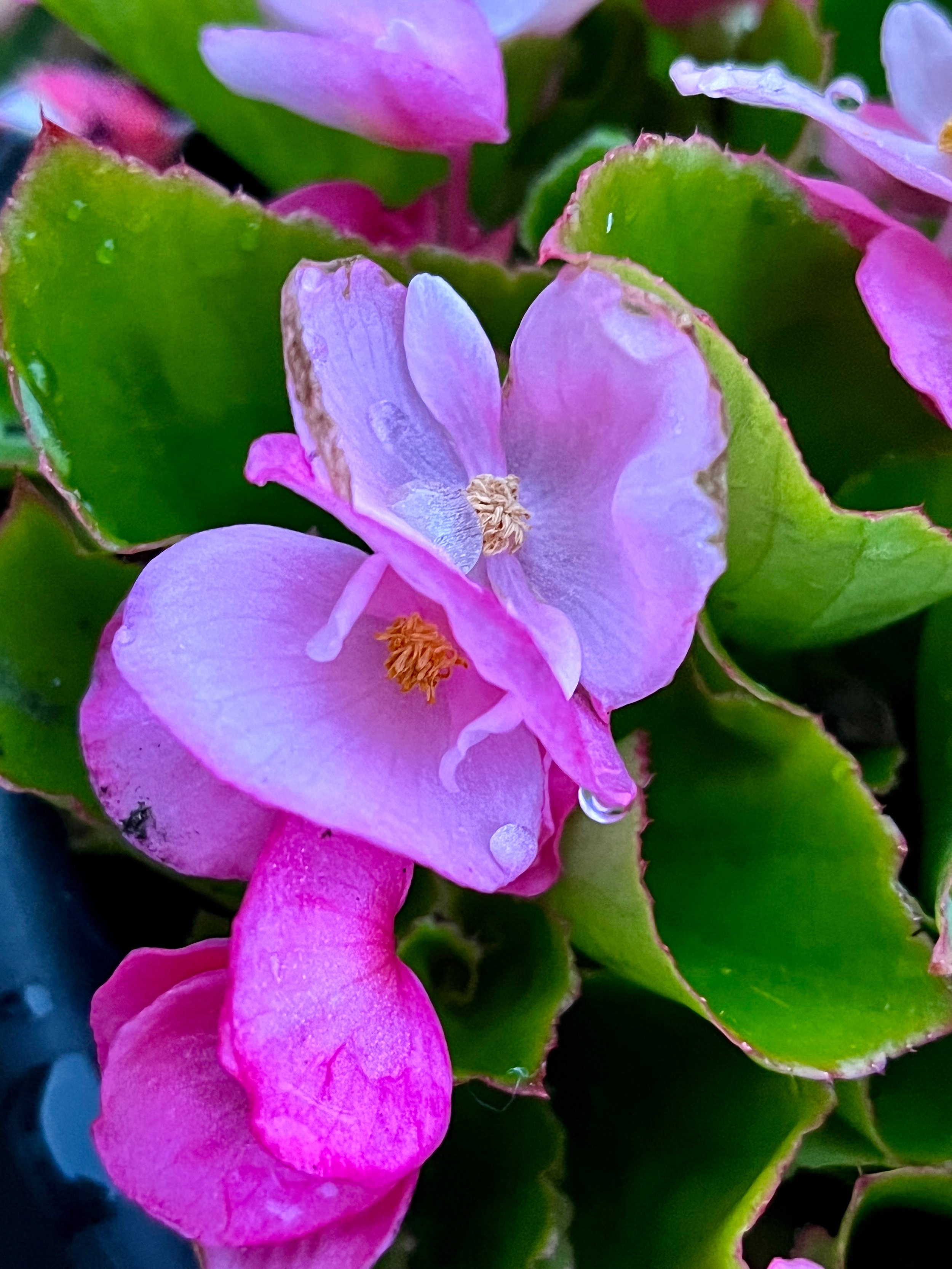 Original Photography | Pink Flower