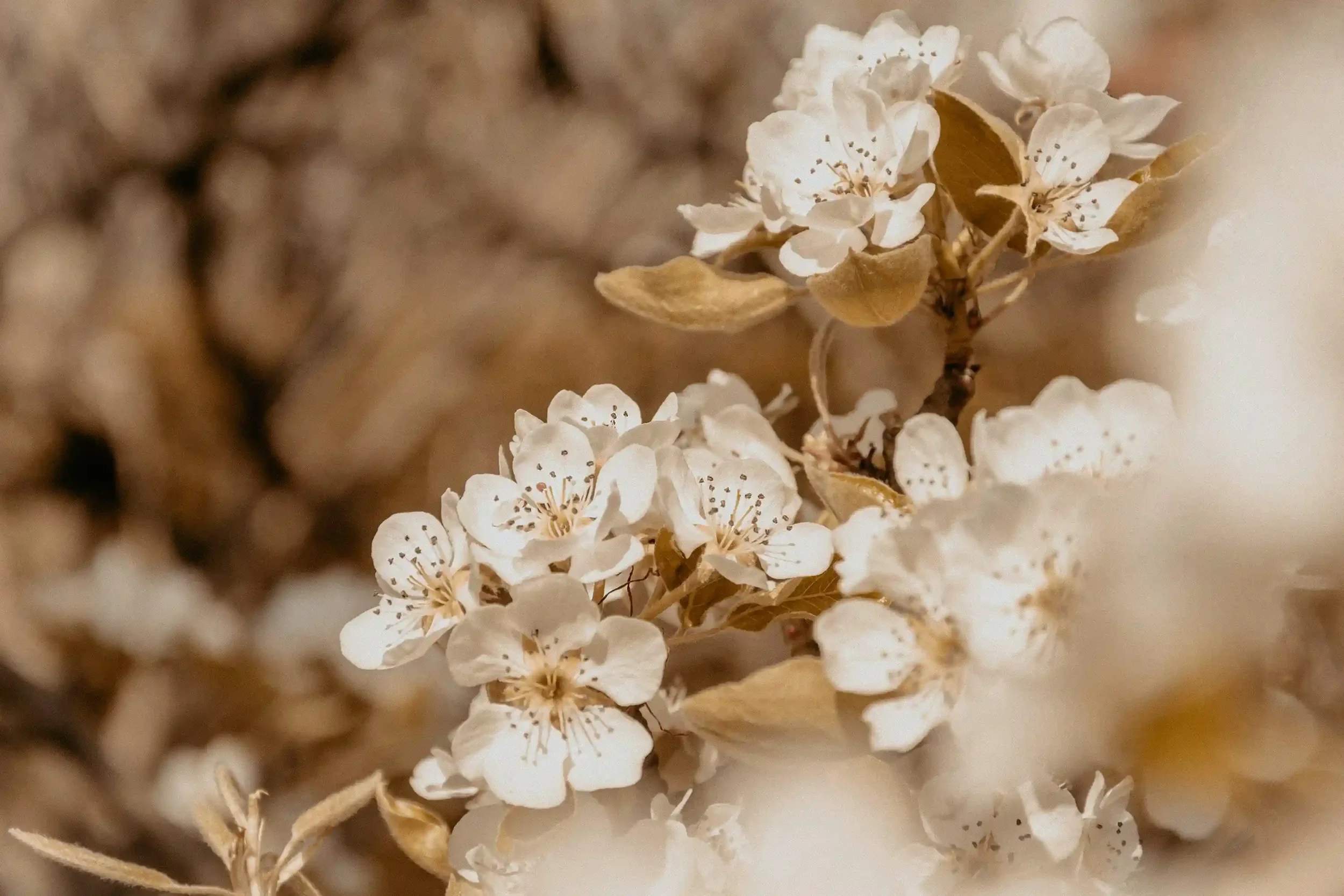 Close-up of delicate white blossoms with light brown leaves on a tree branch, softly focused background creating a warm, gentle, and serene atmosphere.