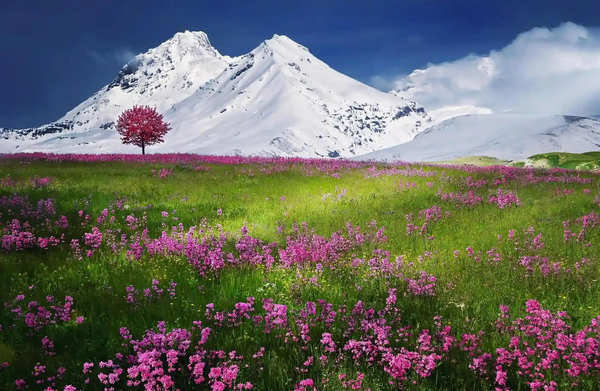A vibrant meadow with pink wildflowers stretches toward snow-covered mountains under a deep blue sky. A single pink-blossomed tree stands alone on the left side of the field.