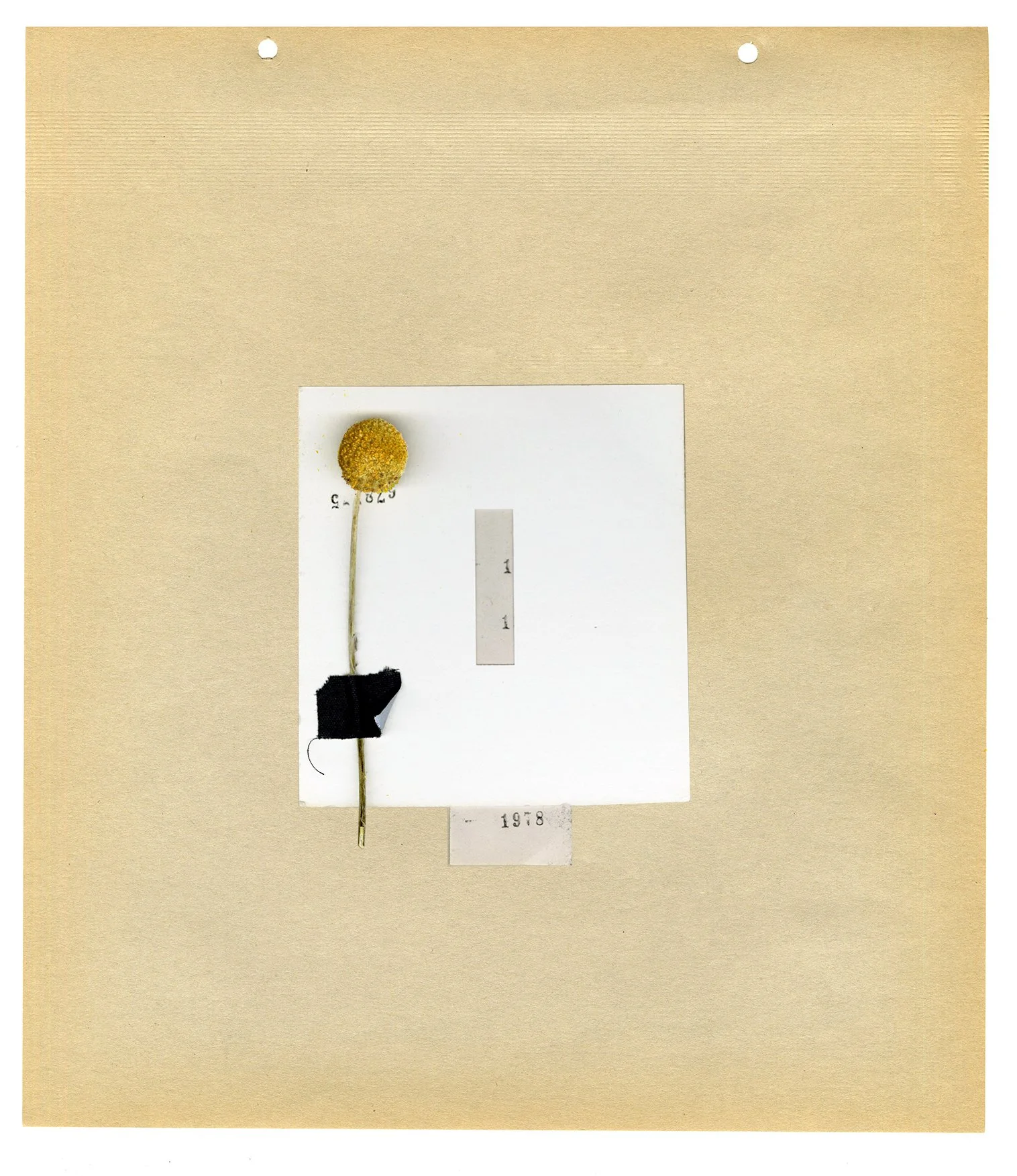collage6-small.jpg