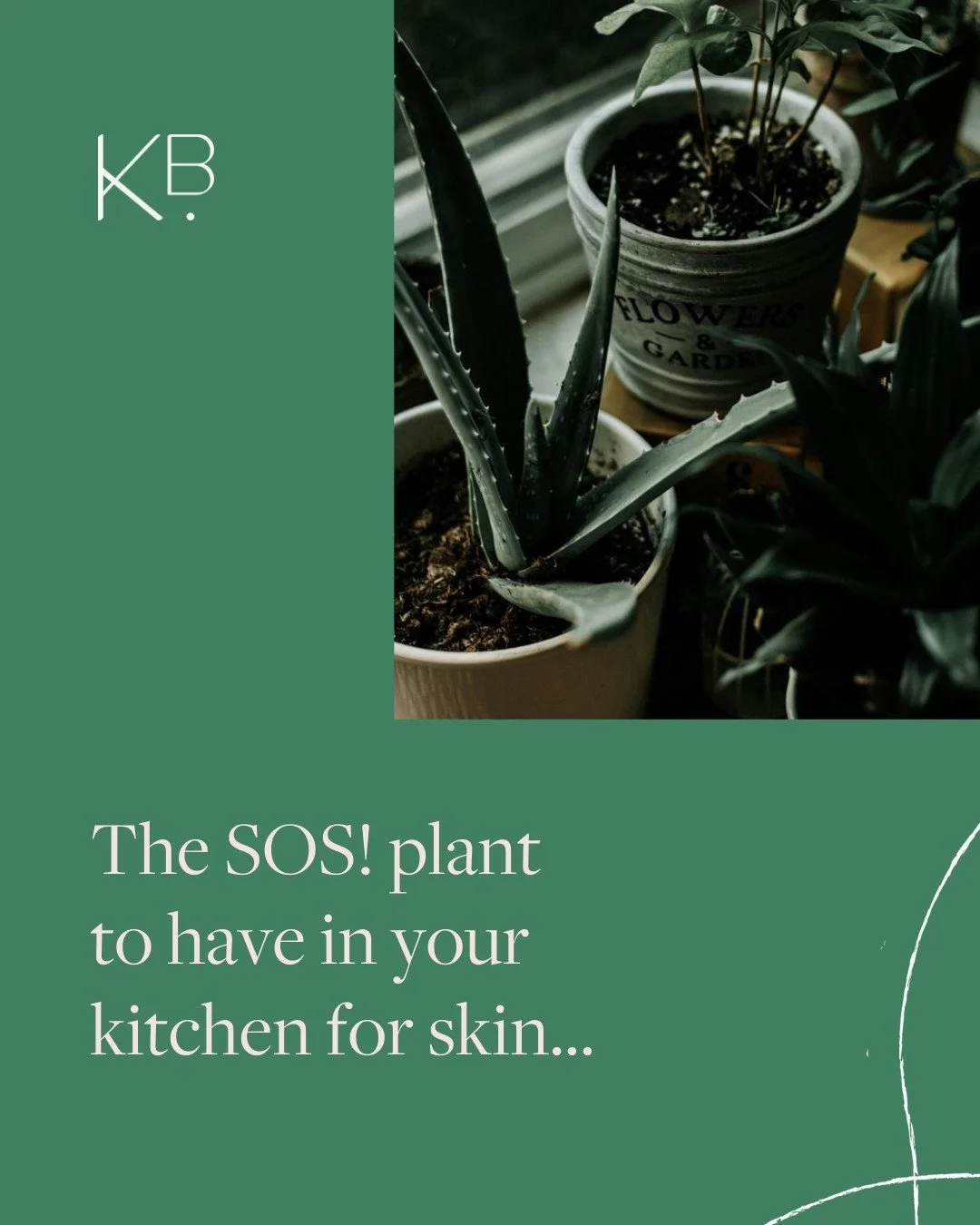 Aloe vera is also a classic go-to remedy for sunburn, and for good reason! It can help soothe and support the healing process of sun-damaged skin.