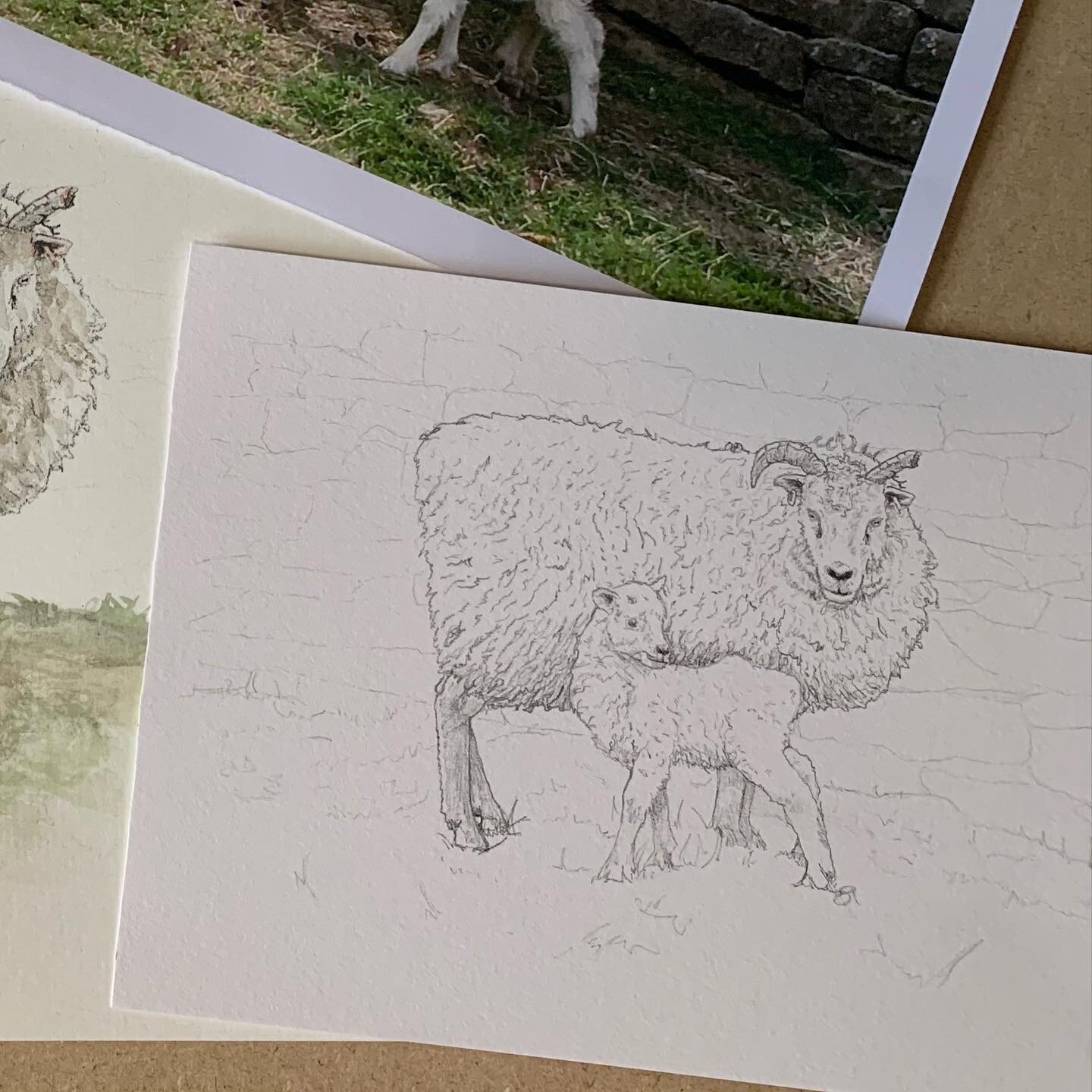 More Sheep Images