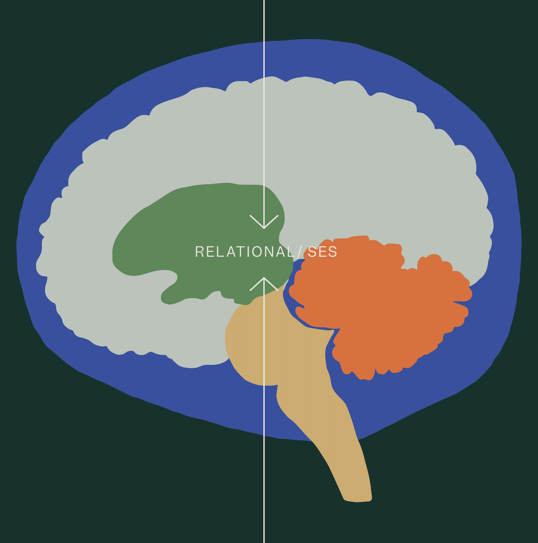A Neurodevelopmental View of Complexity