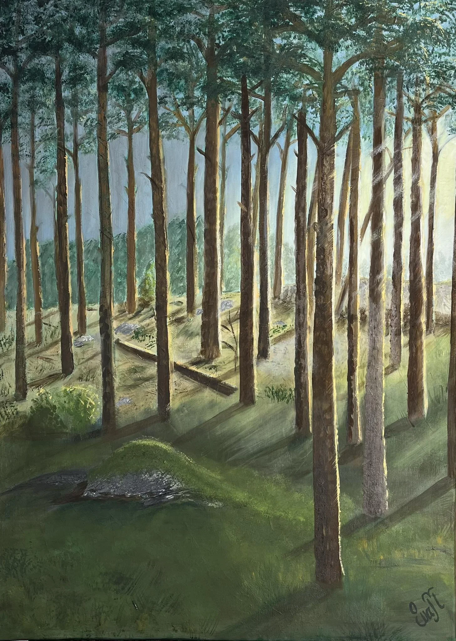 Kvällssol i tallskogen